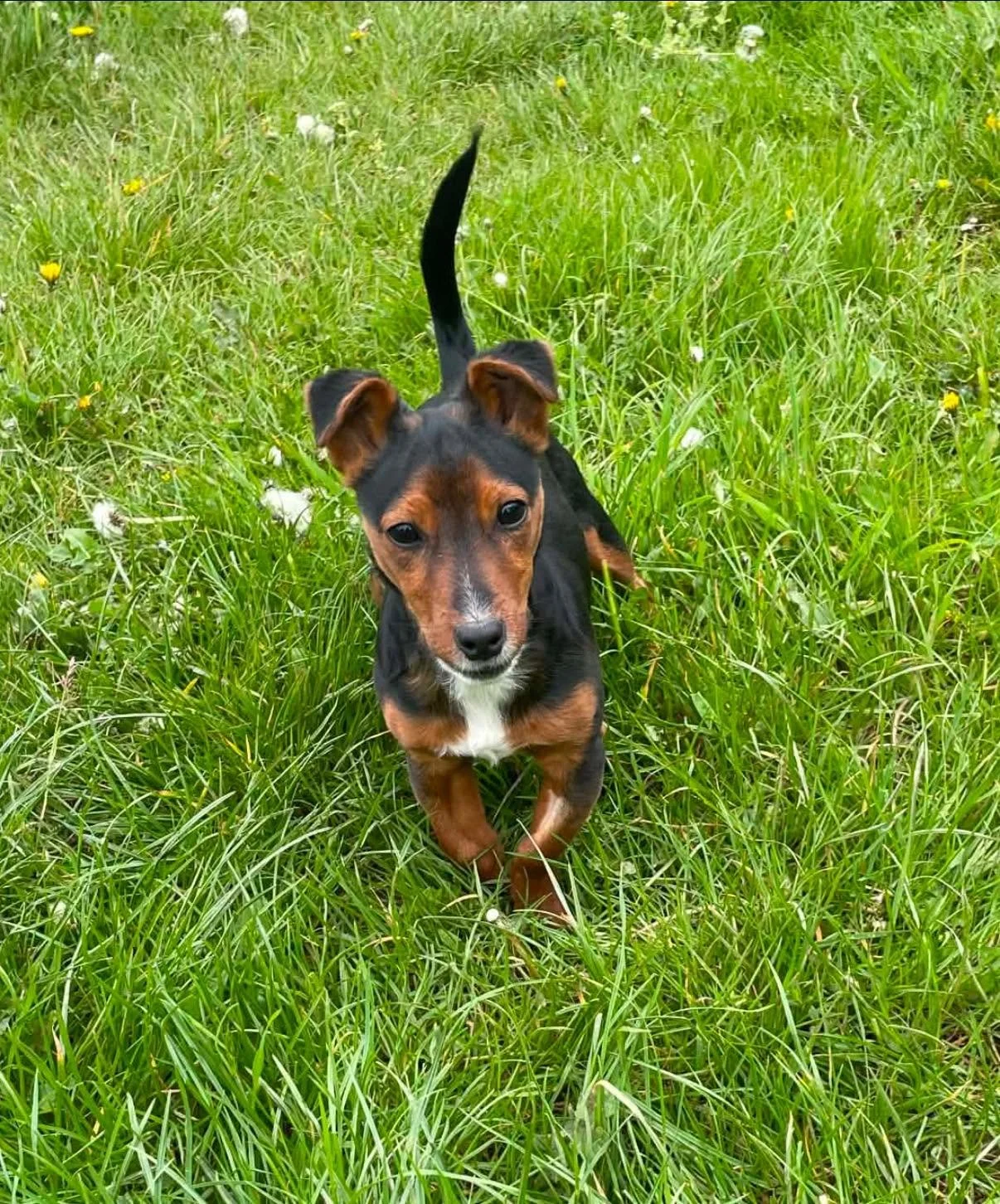 Midge-Jack-Russel-Puppy-For-Adoption-With-Hay-Animal-Rescue-Team-6.jpg