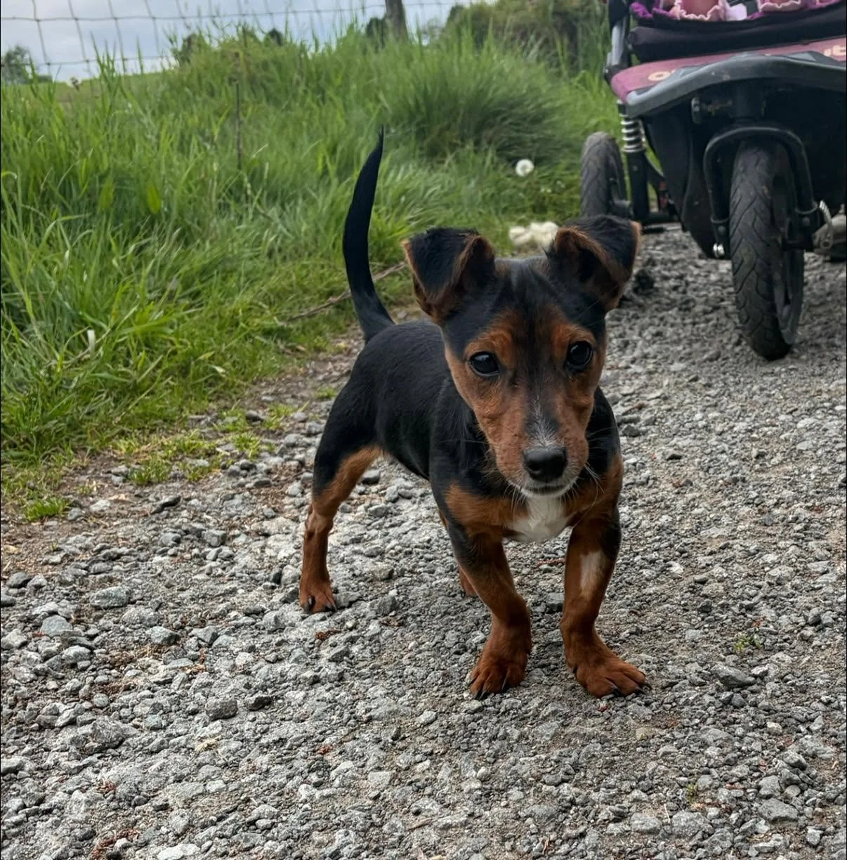 Midge-Jack-Russel-Puppy-For-Adoption-With-Hay-Animal-Rescue-Team-4.jpg