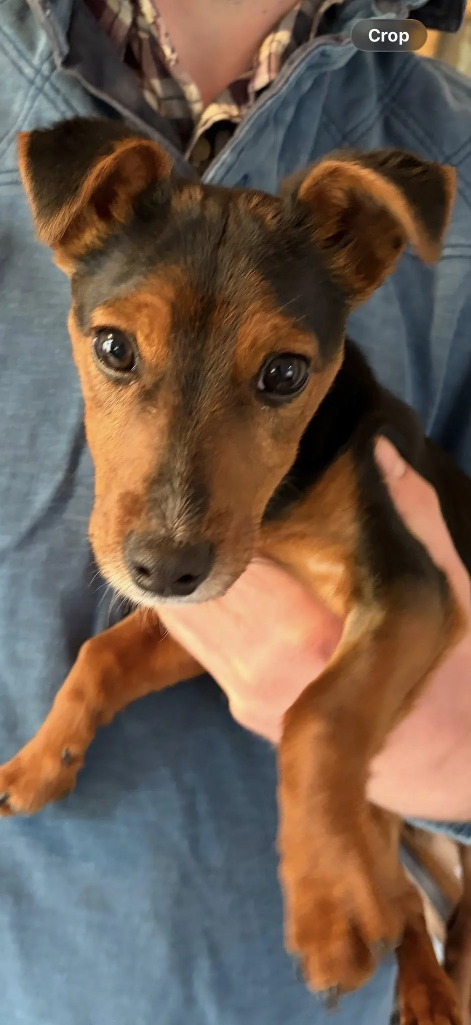 Midge-Jack-Russel-Puppy-For-Adoption-With-Hay-Animal-Rescue-Team-2.jpg