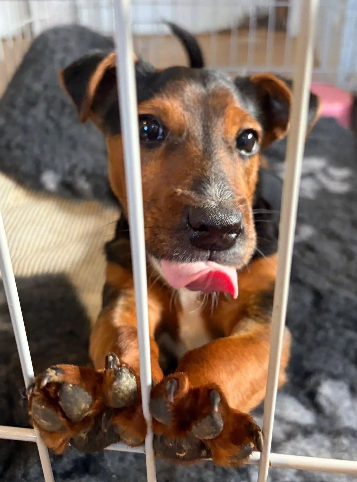 Midge-Jack-Russel-Puppy-For-Adoption-With-Hay-Animal-Rescue-Team-1.jpg
