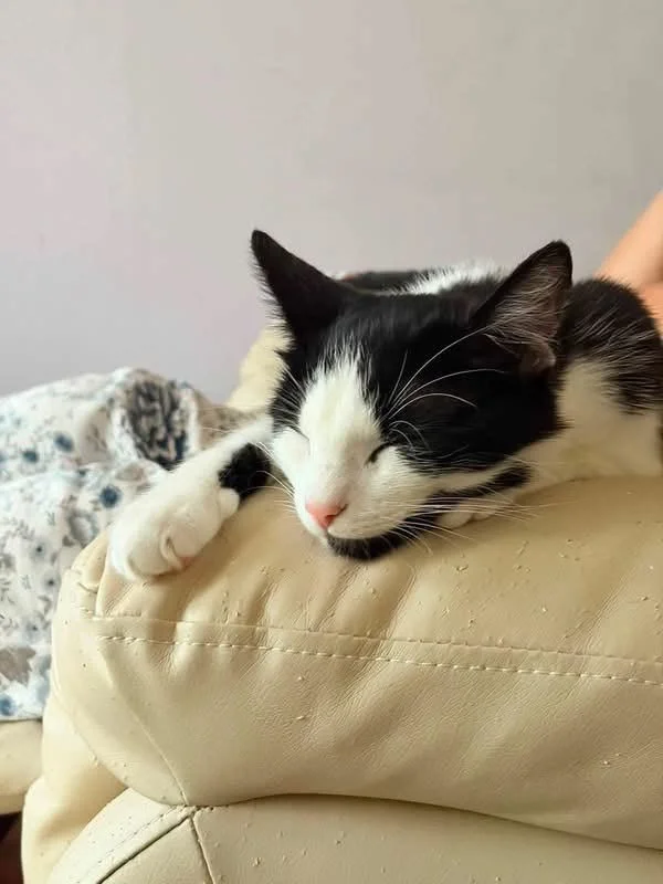 Cherry-Blossom-Black-And-White-Adult-Cat-For-Adoption-With-HART-1.jpg