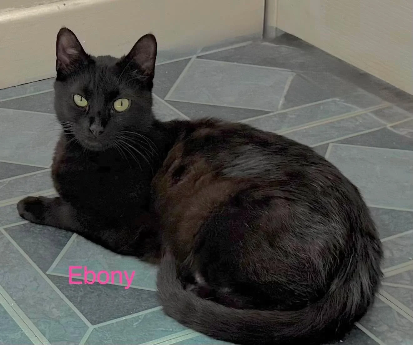 Ebony