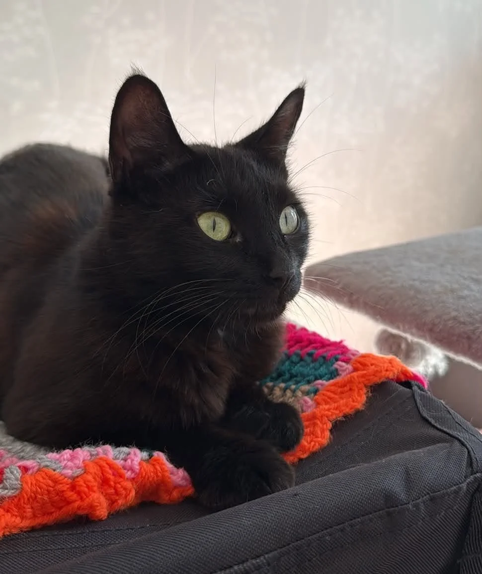 Ebony-Black-Adult-Cat-For-Adoption-With-HART-1.jpg