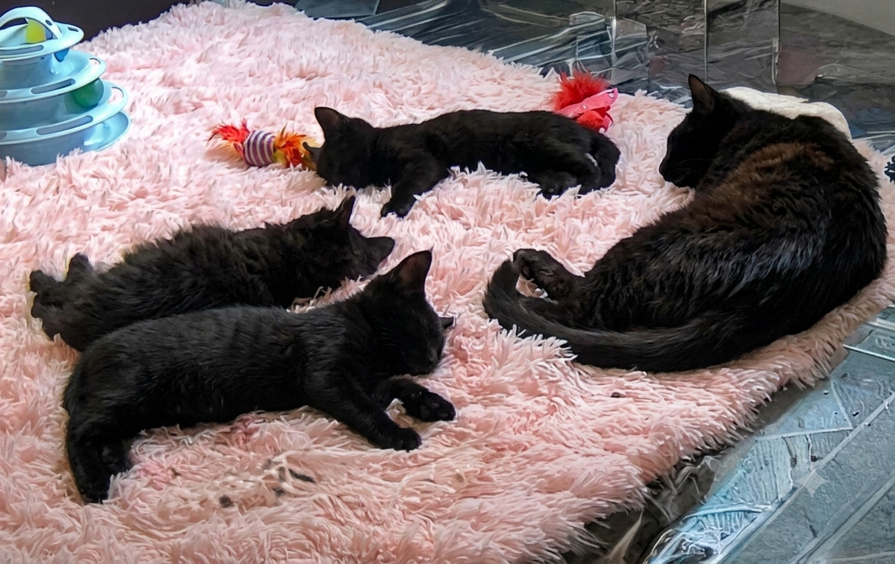 Ebony-Black-Adult-Cat-For-Adoption-With-HART-v2.png