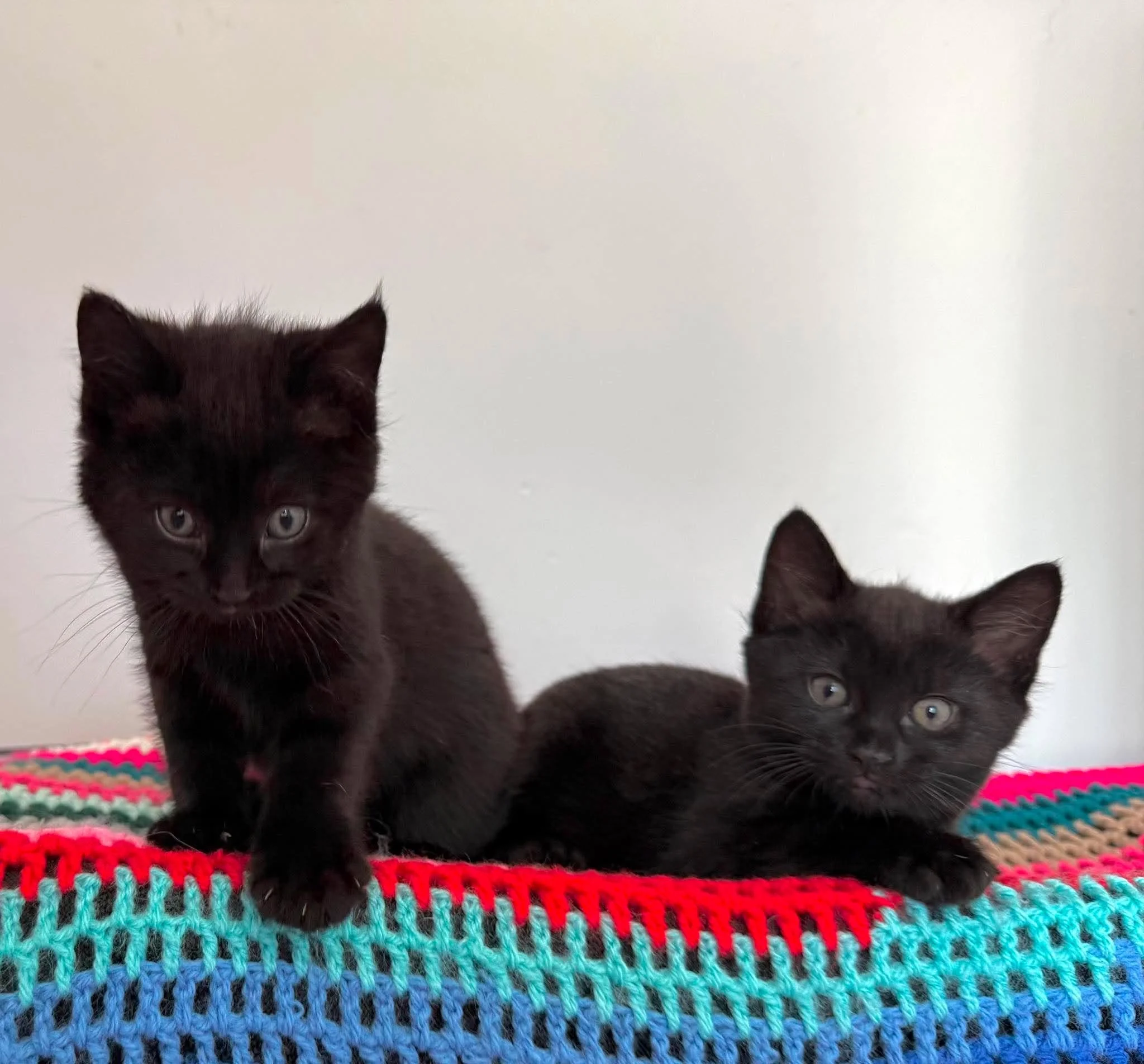 Ebony's-Kittens-HART.jpg