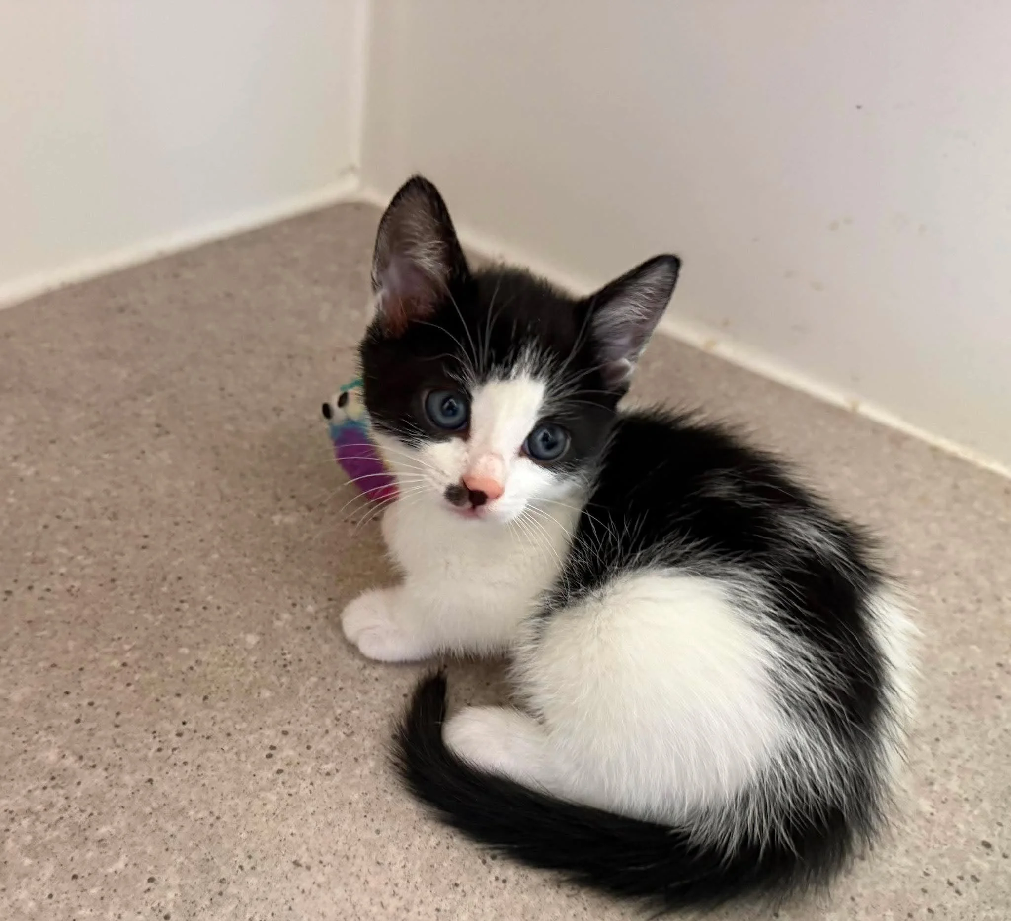 Jeremy-Black-And-White-Kitten-For-Adoption-With-HART.jpg