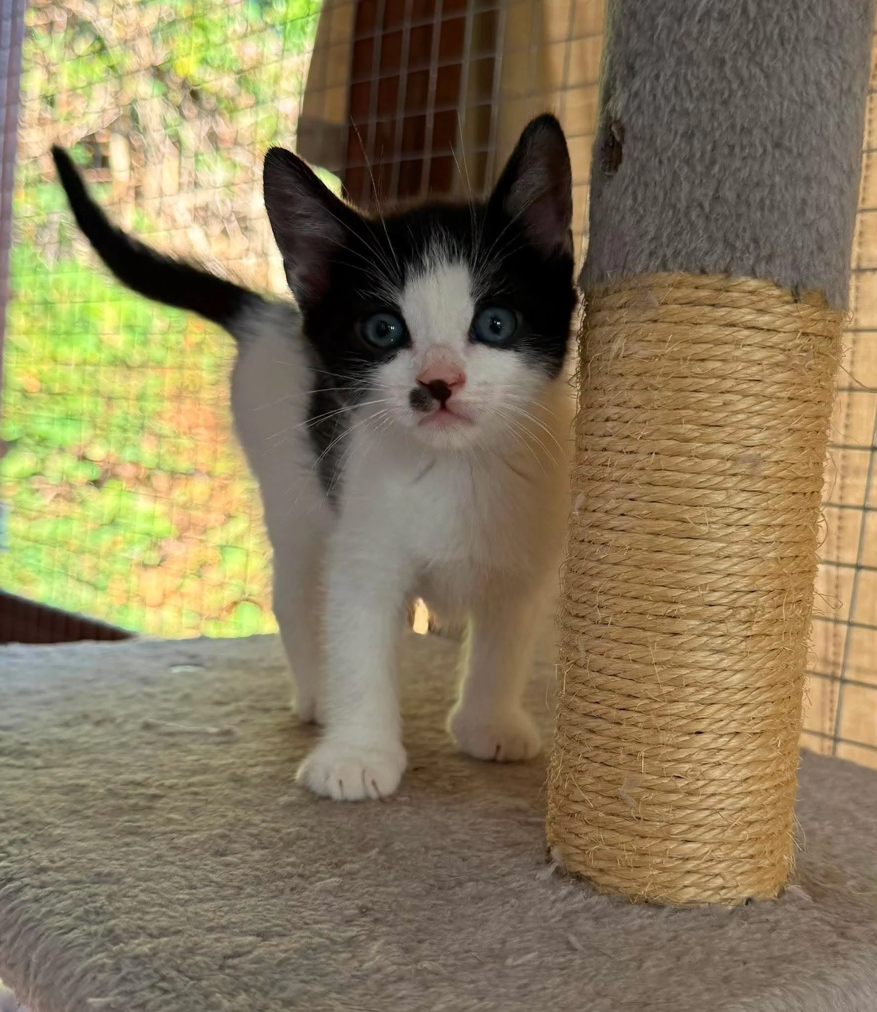 Jeremy-Black-And-White-Kitten-For-Adoption-With-HART-3.jpg