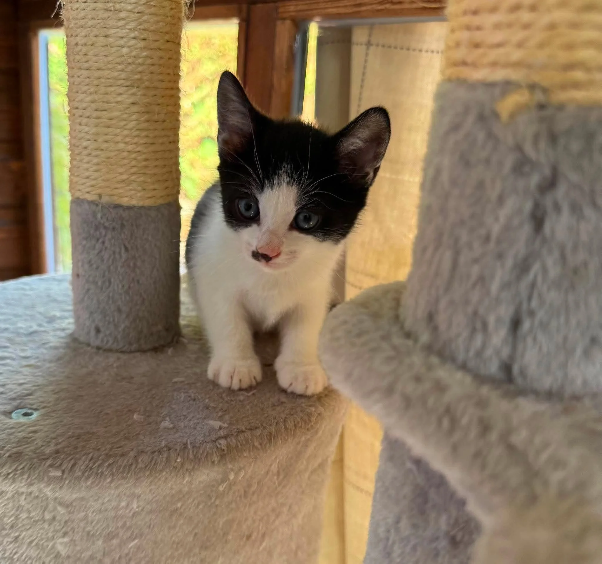 Jeremy-Black-And-White-Kitten-For-Adoption-With-HART-2.jpg