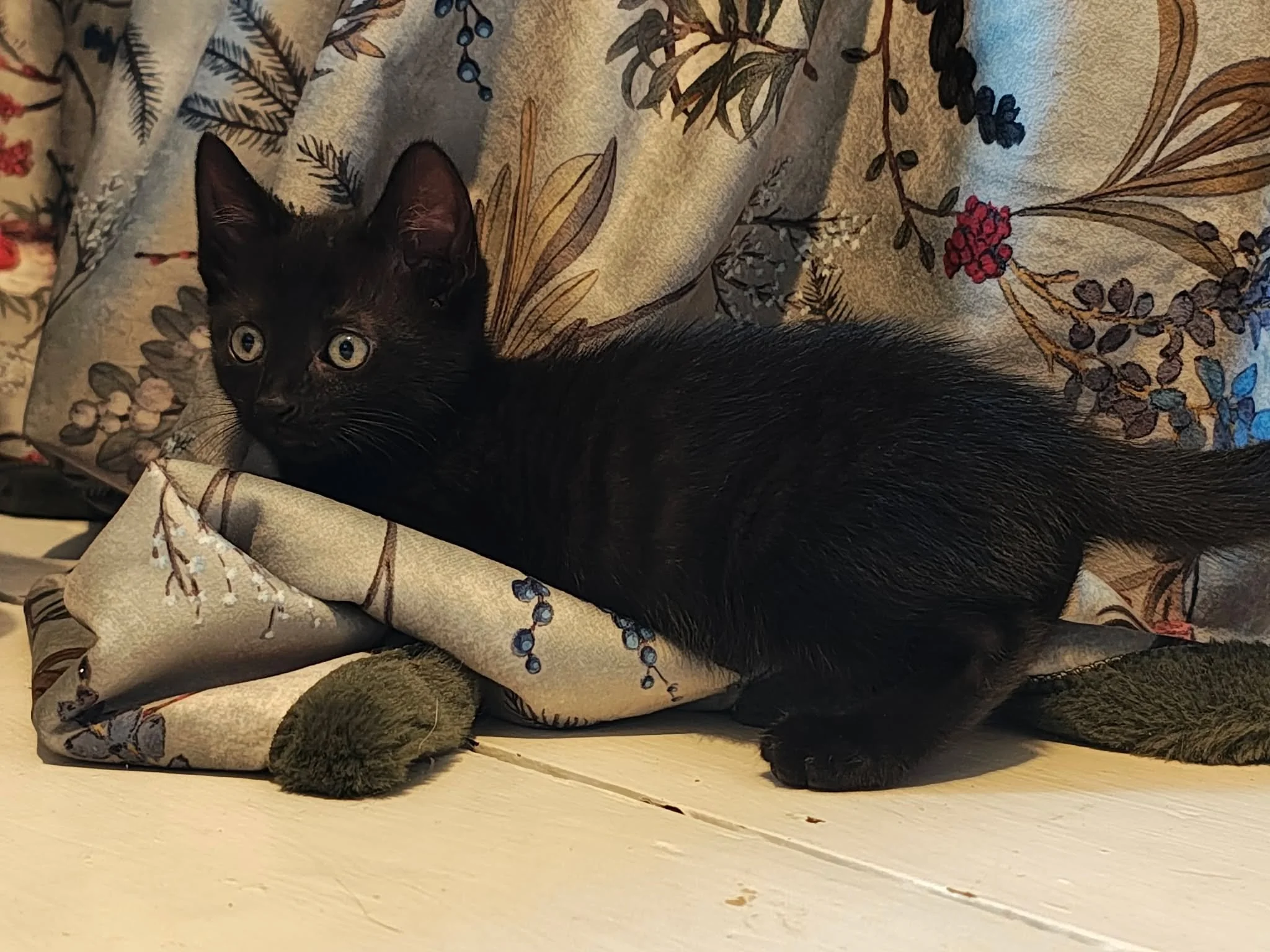 Sooty