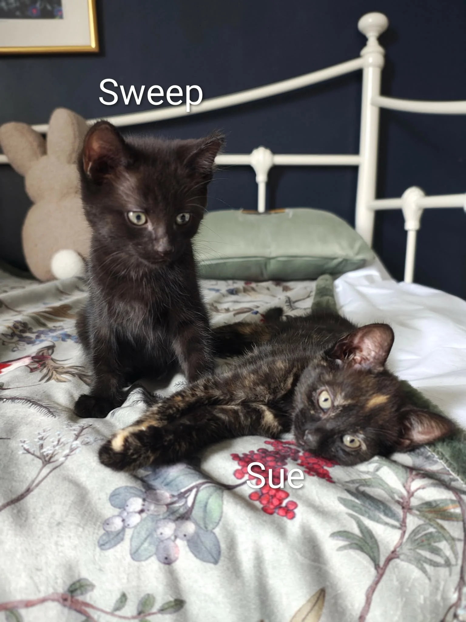 Sweep-and-Sue-Tortie-Kittens-For-Adoption-With-HART.jpg
