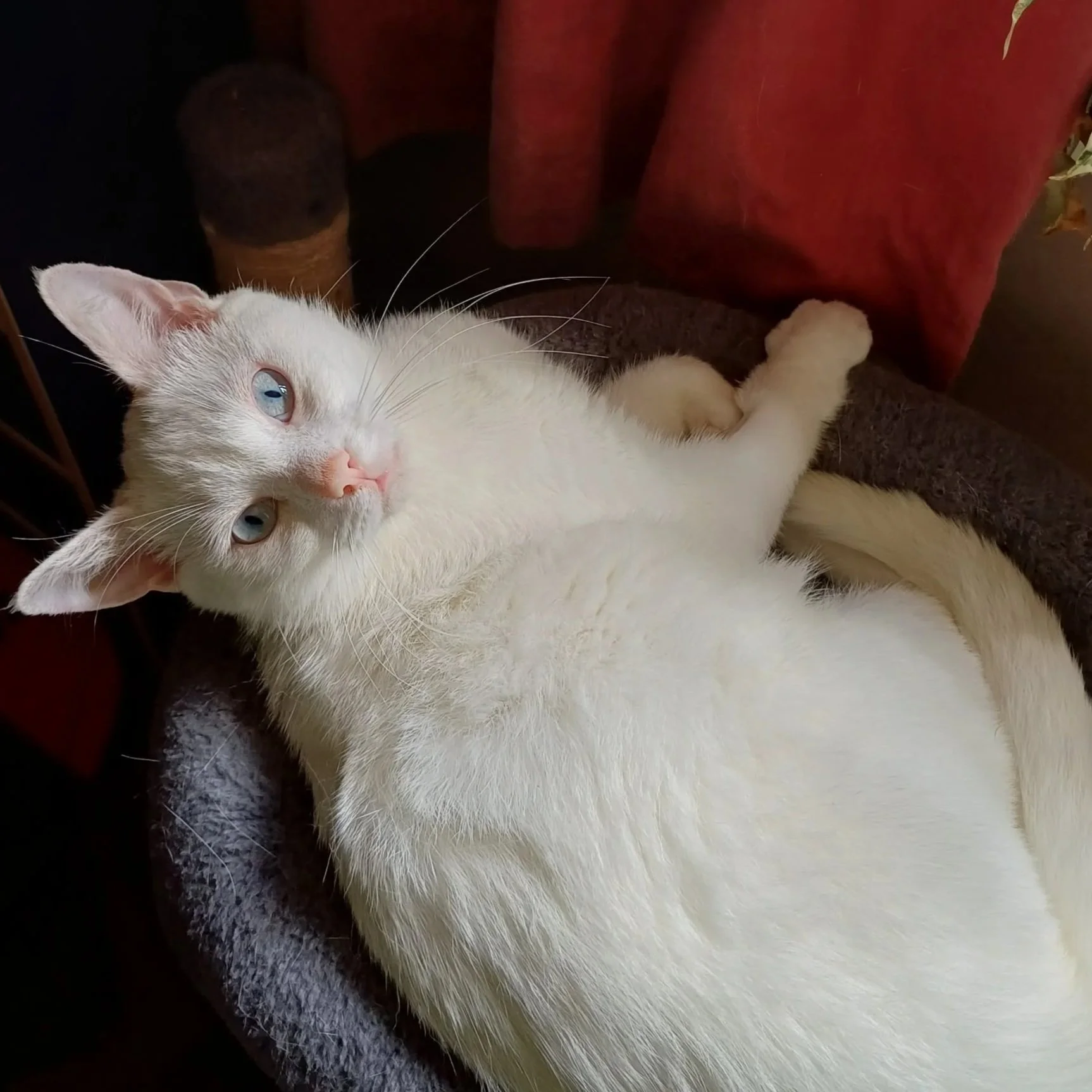 Splodge