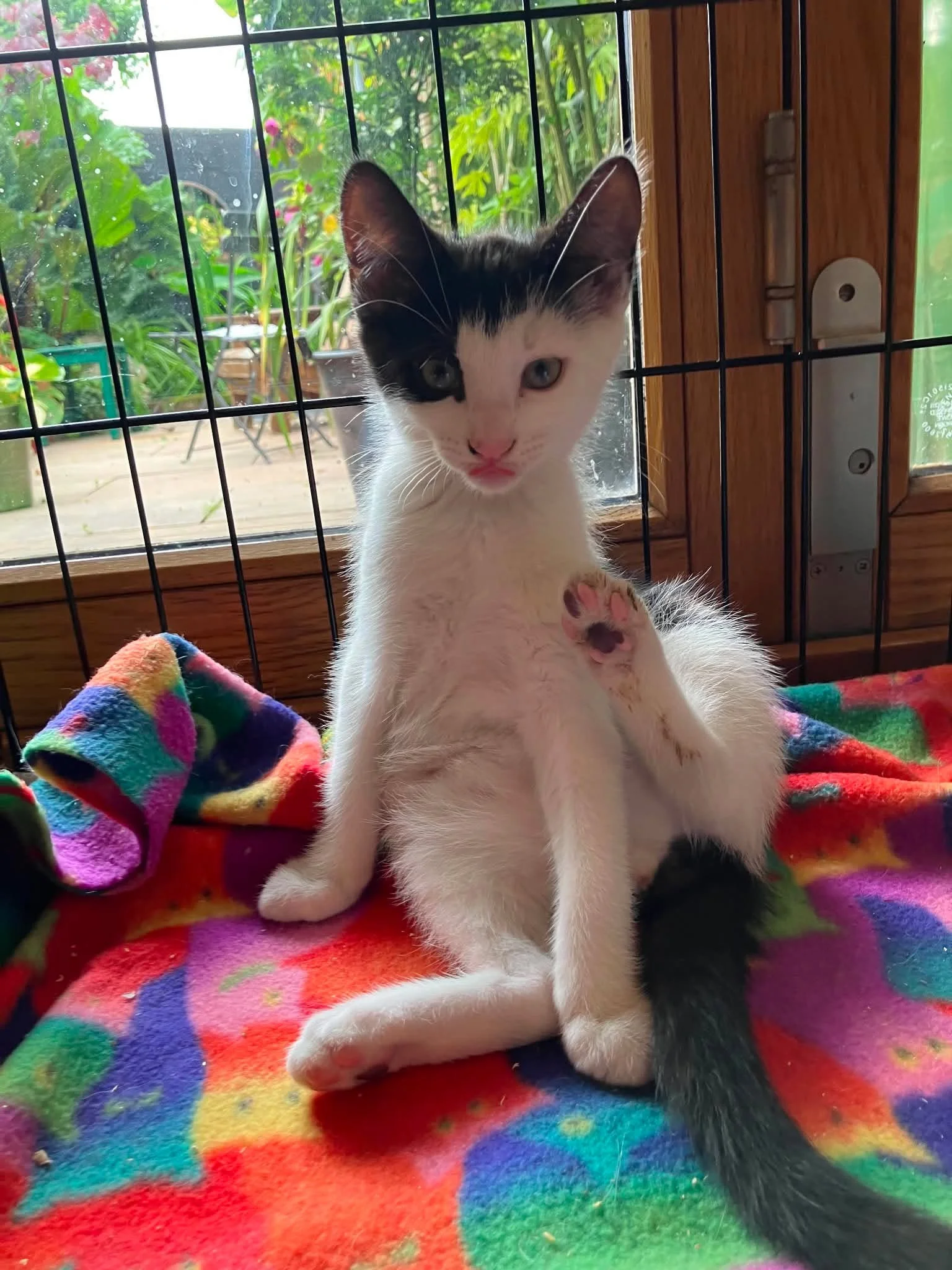 Toyko-and-Berlin-Bonded-Kittens-For-Adoption-With-HART-4.jpg