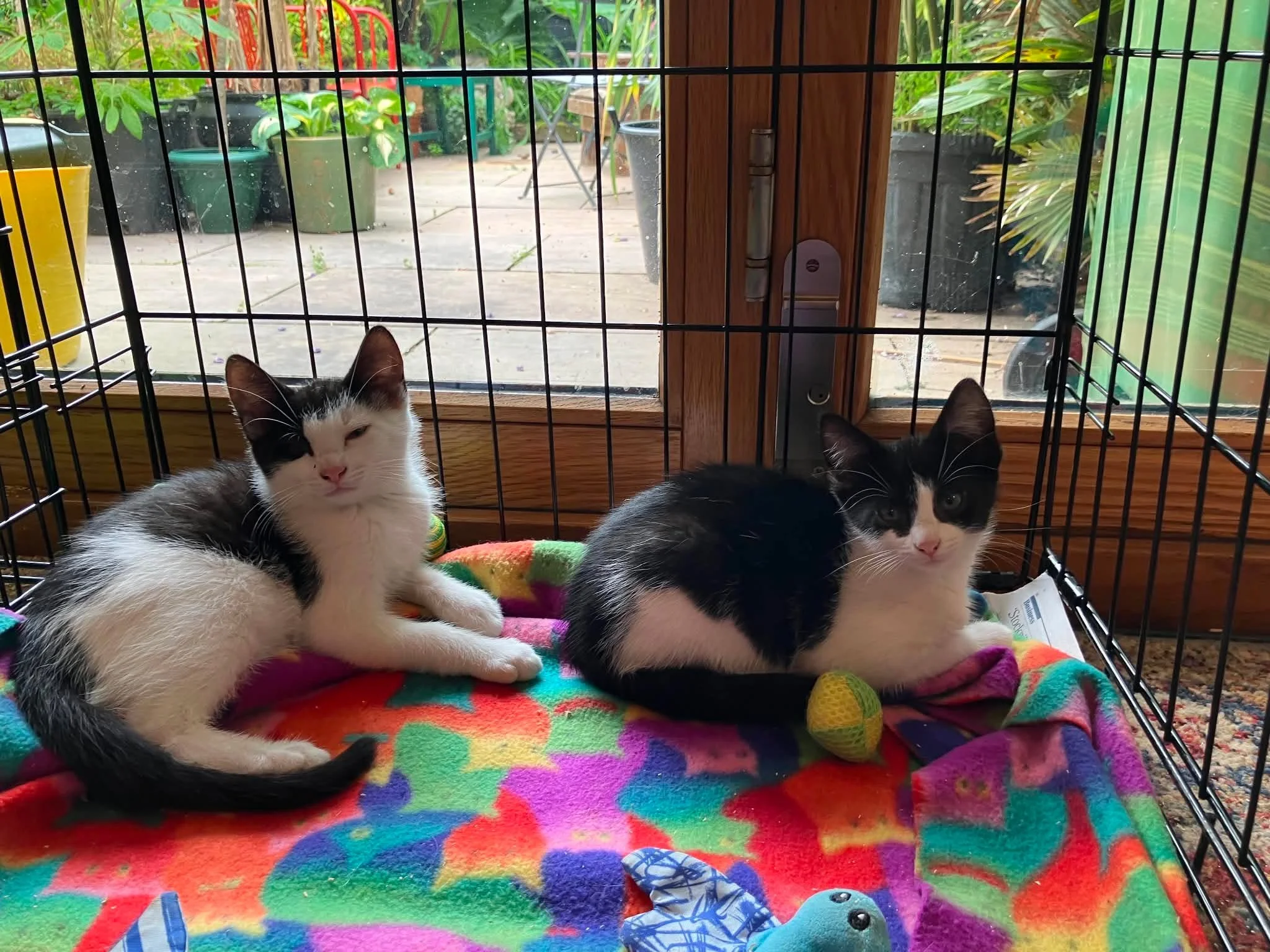 Toyko-and-Berlin-Bonded-Kittens-For-Adoption-With-HART-3.jpg