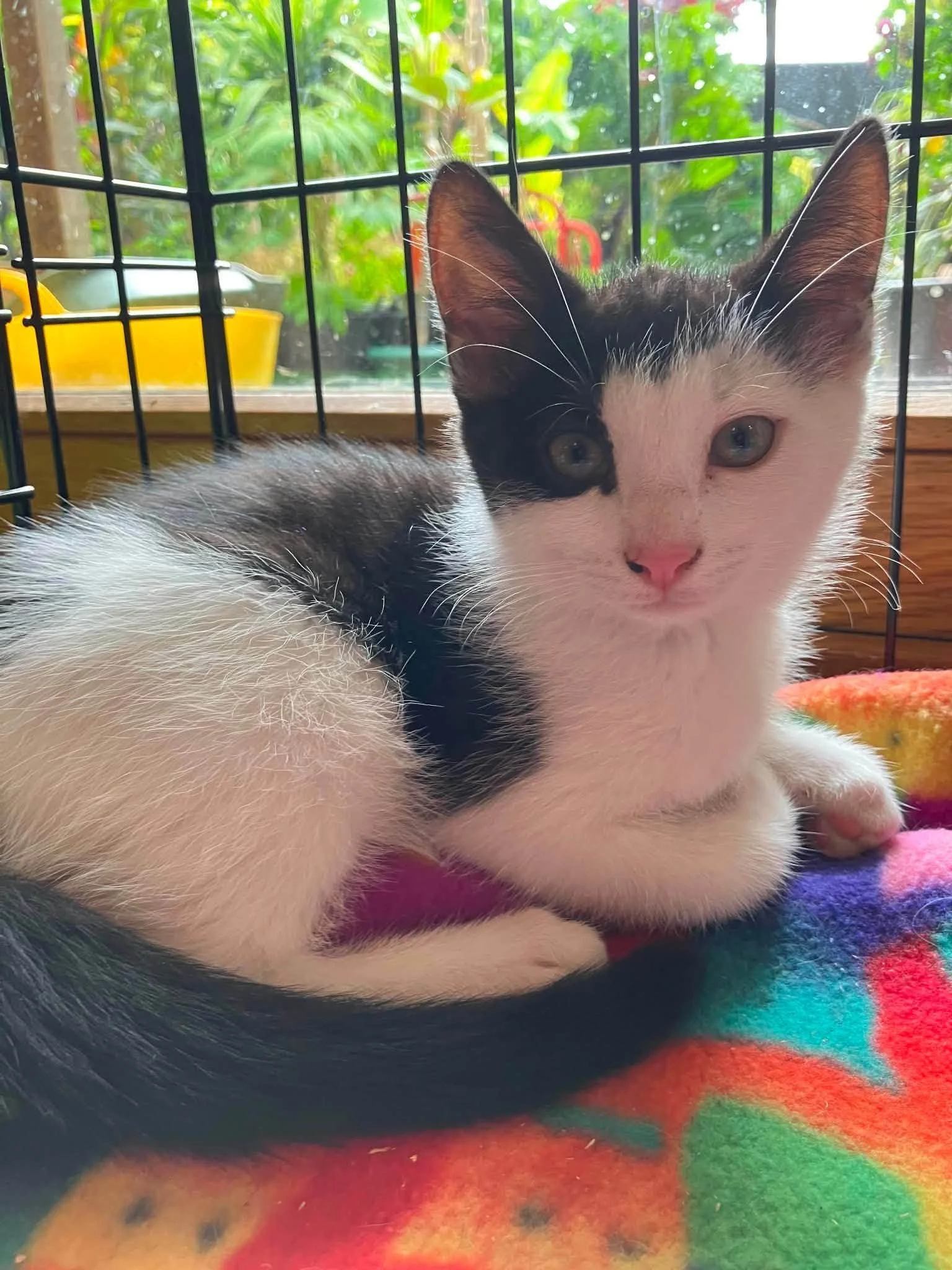 Toyko-and-Berlin-Bonded-Kittens-For-Adoption-With-HART-2.jpg