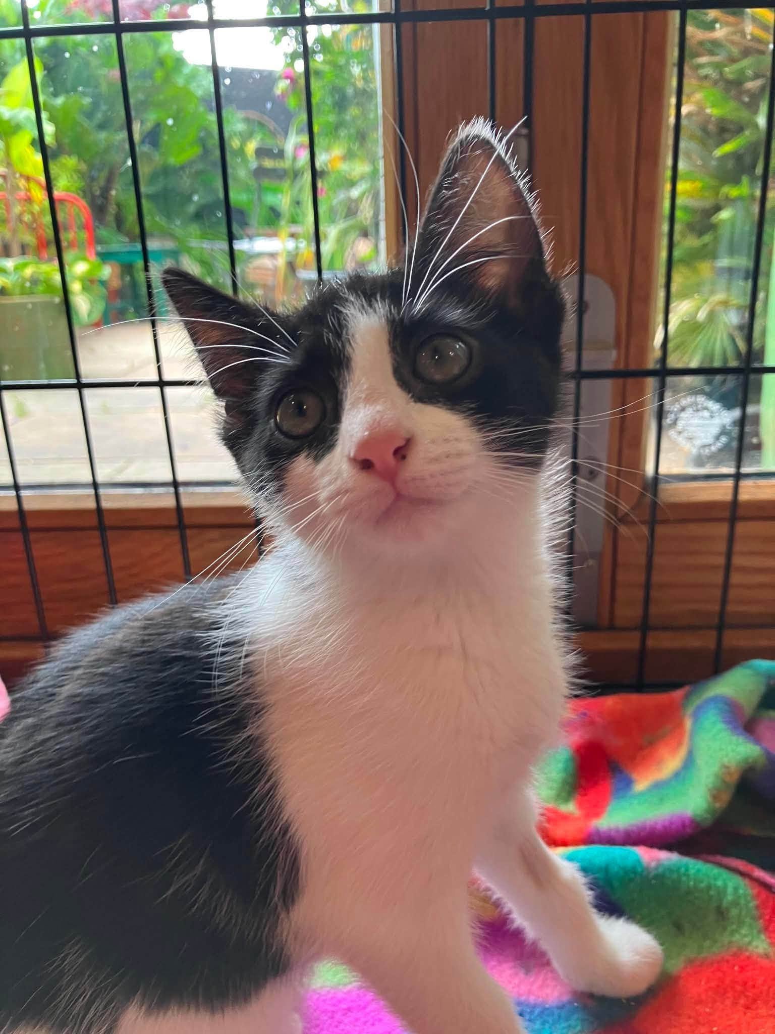Toyko-and-Berlin-Bonded-Kittens-For-Adoption-With-HART-1.jpg