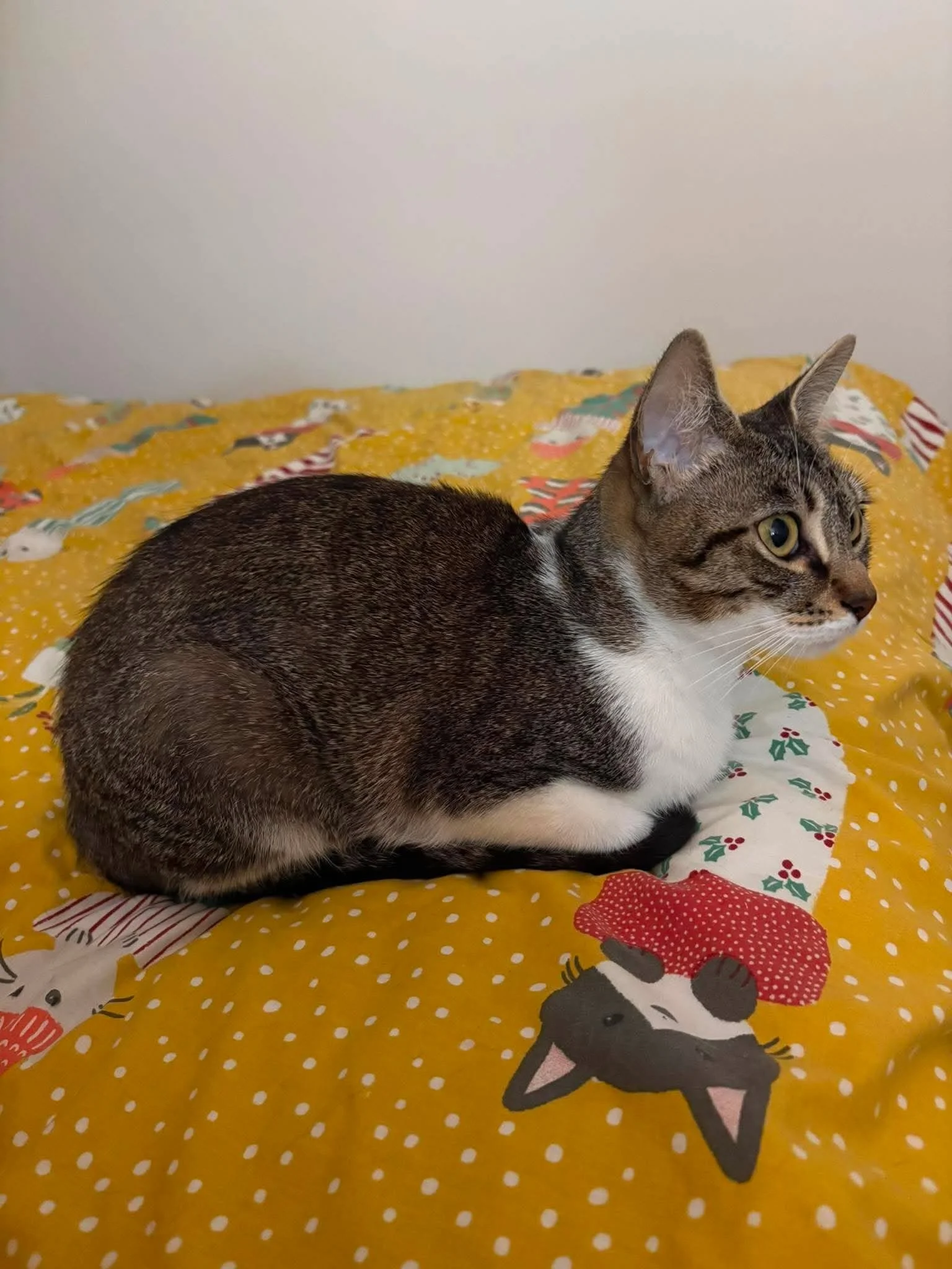 Nancy-Adult-Cat-For-Adoption-With-HART-4.jpg