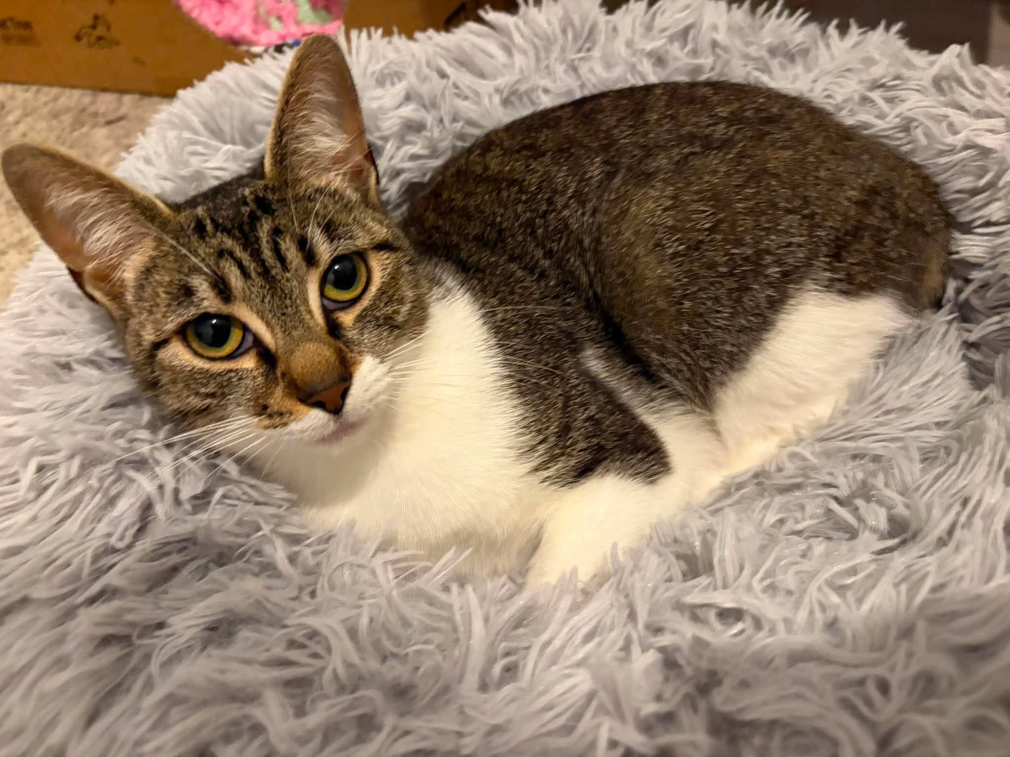Nancy-Adult-Cat-For-Adoption-With-HART-2.jpg