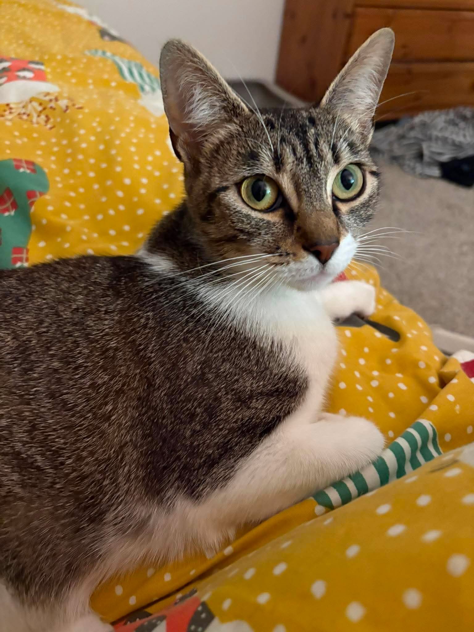 Nancy-Adult-Cat-For-Adoption-With-HART-1.jpg