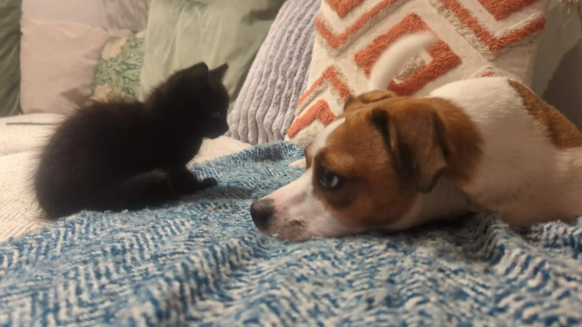 Pickle-Kitten-For-Adoption-With-HART-4.jpg