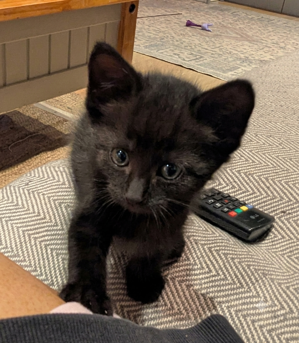 Pickle-Kitten-For-Adoption-With-HART-v2.png