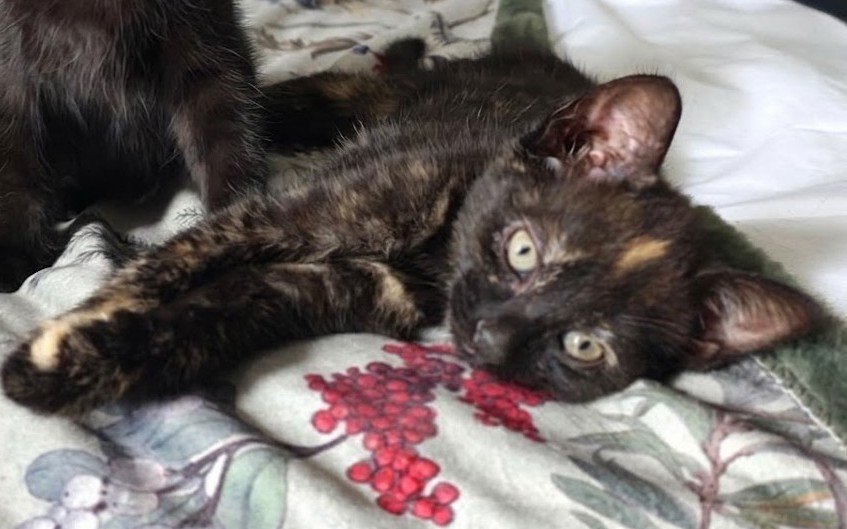 Sue-Kitten-For-Adoption-With-HART-2.jpg