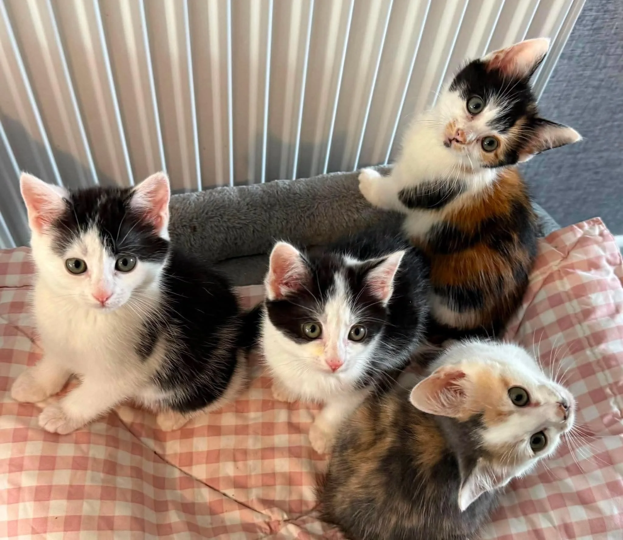 Kit, Betsy, Little Nell &amp; Nancy&nbsp;