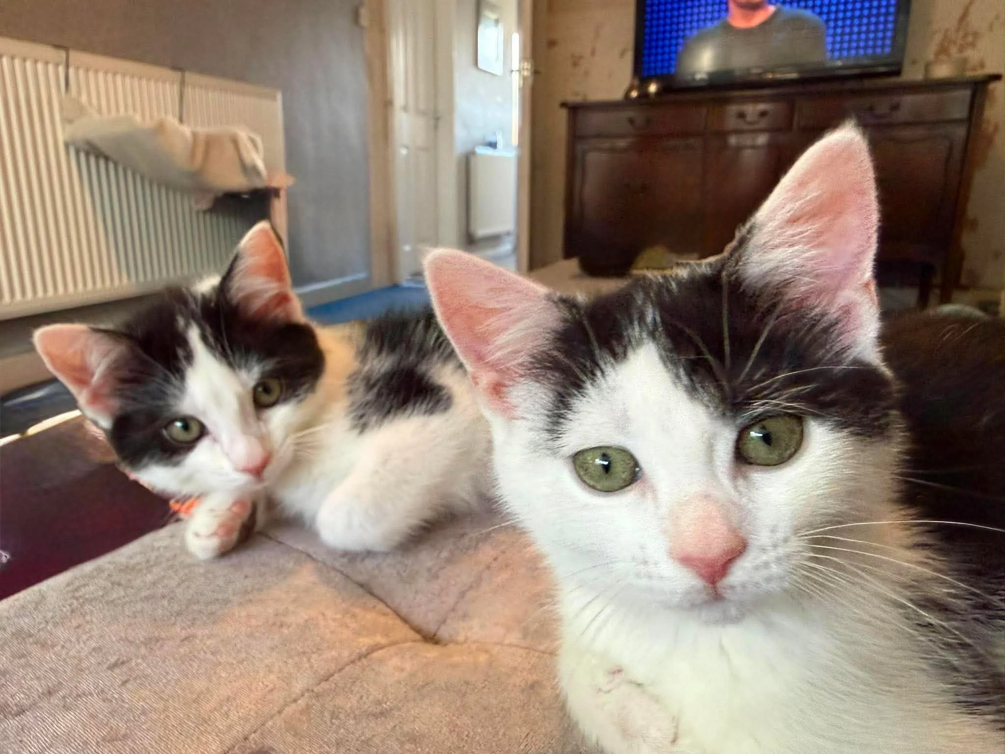 Foster-To-Adopt-Kittens-With-HART.jpg
