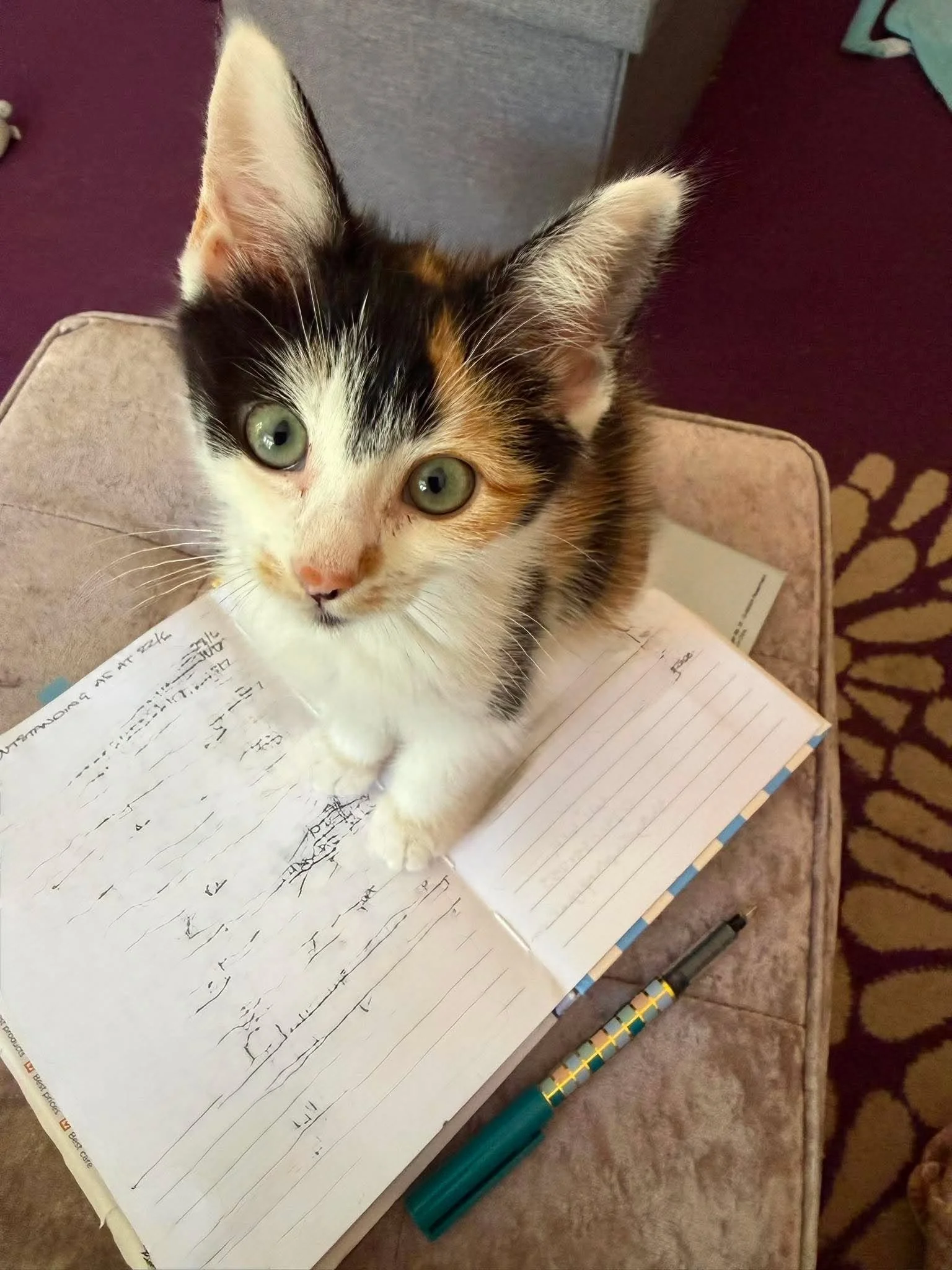 Nancy-Kitten-Foster-to-Adopt-Kitten-With-HART-3.jpg