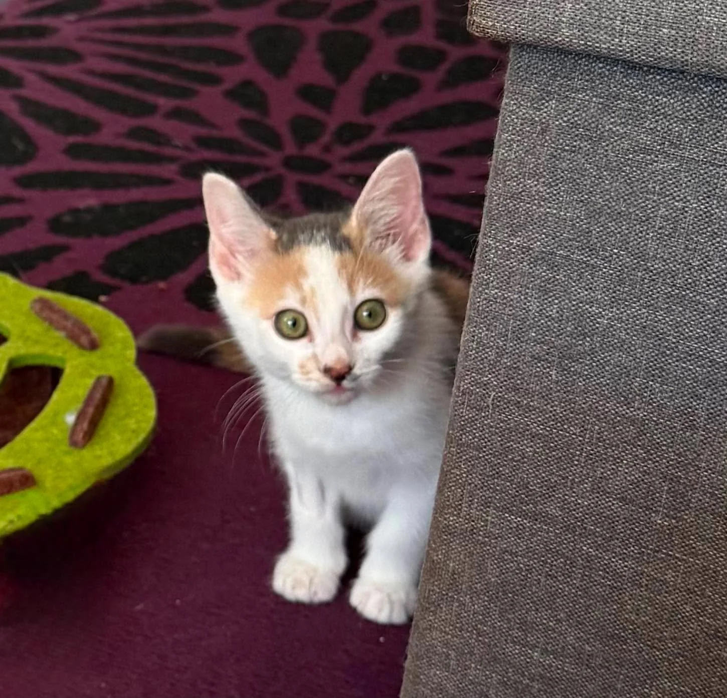 Betsy-Kitten-Foster-to-Adopt-Kitten-With-HART-3.jpg