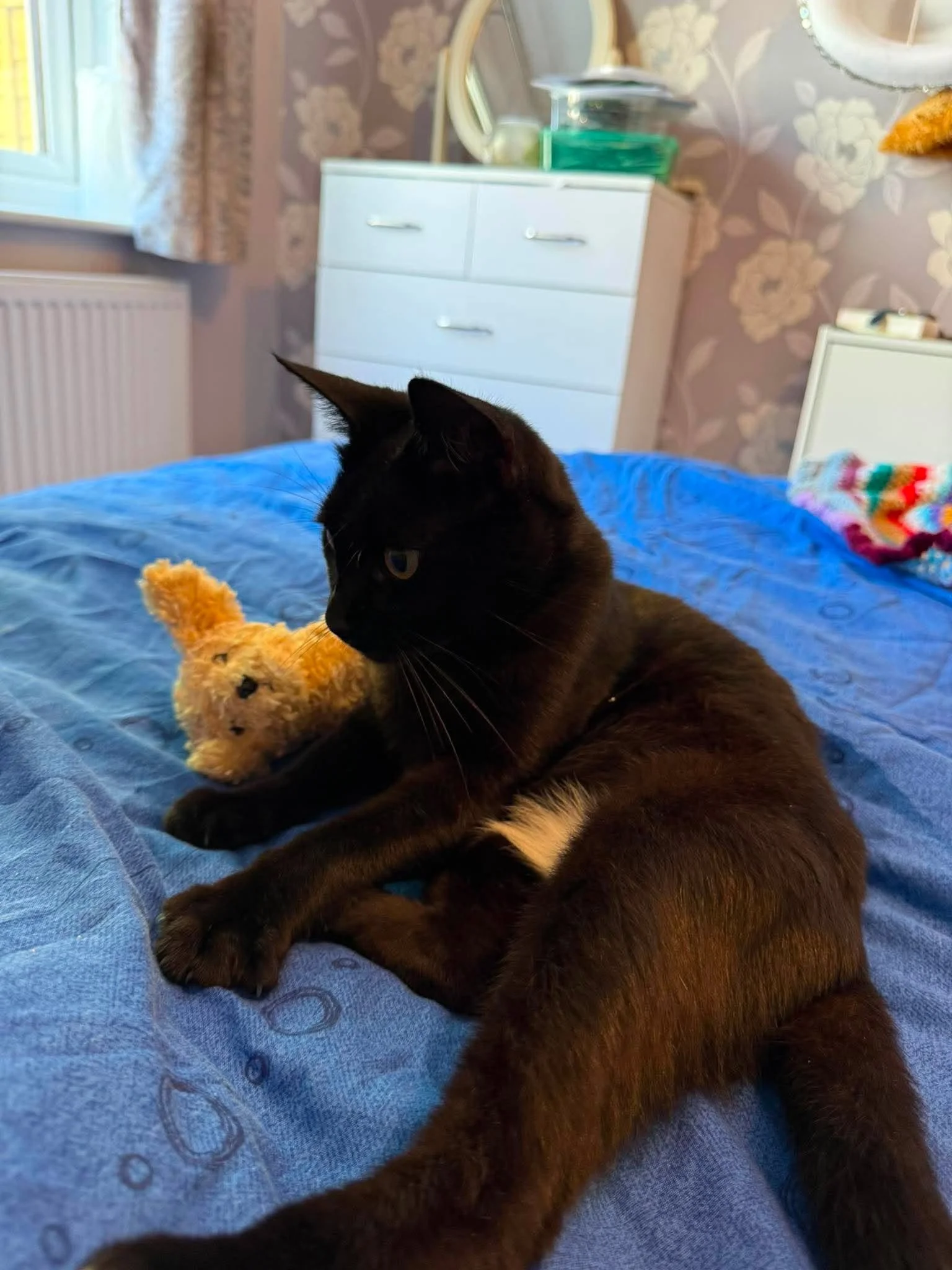 Cinders-Adult-Cat-For-Adoption-With-HART-3.jpg