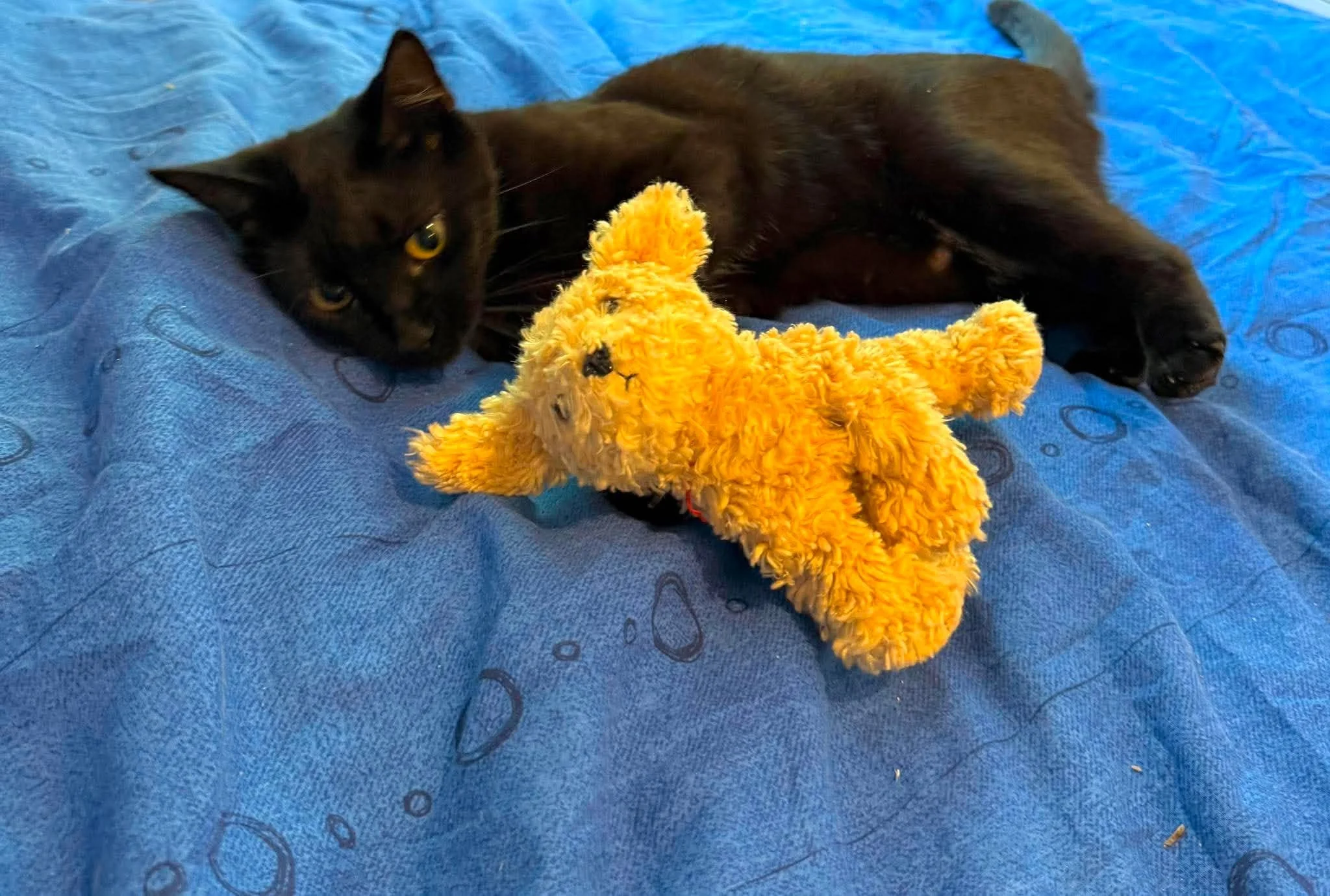Cinders-Adult-Cat-For-Adoption-With-HART-2.jpg