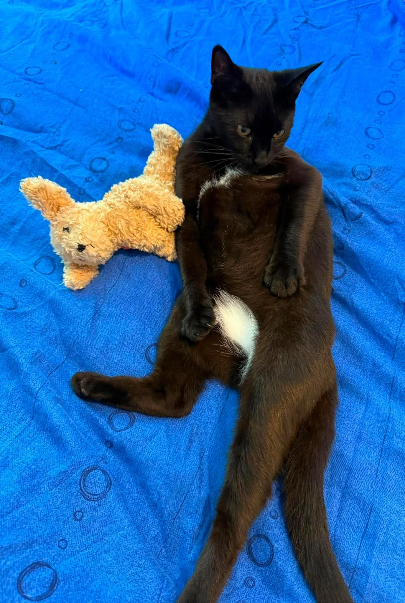 Cinders-Adult-Cat-For-Adoption-With-HART-1.jpg