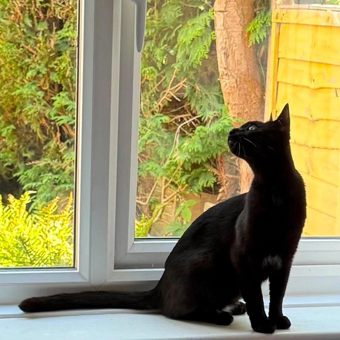 Cinders-Adult-Cat-For-Adoption-With-HART-6.jpg