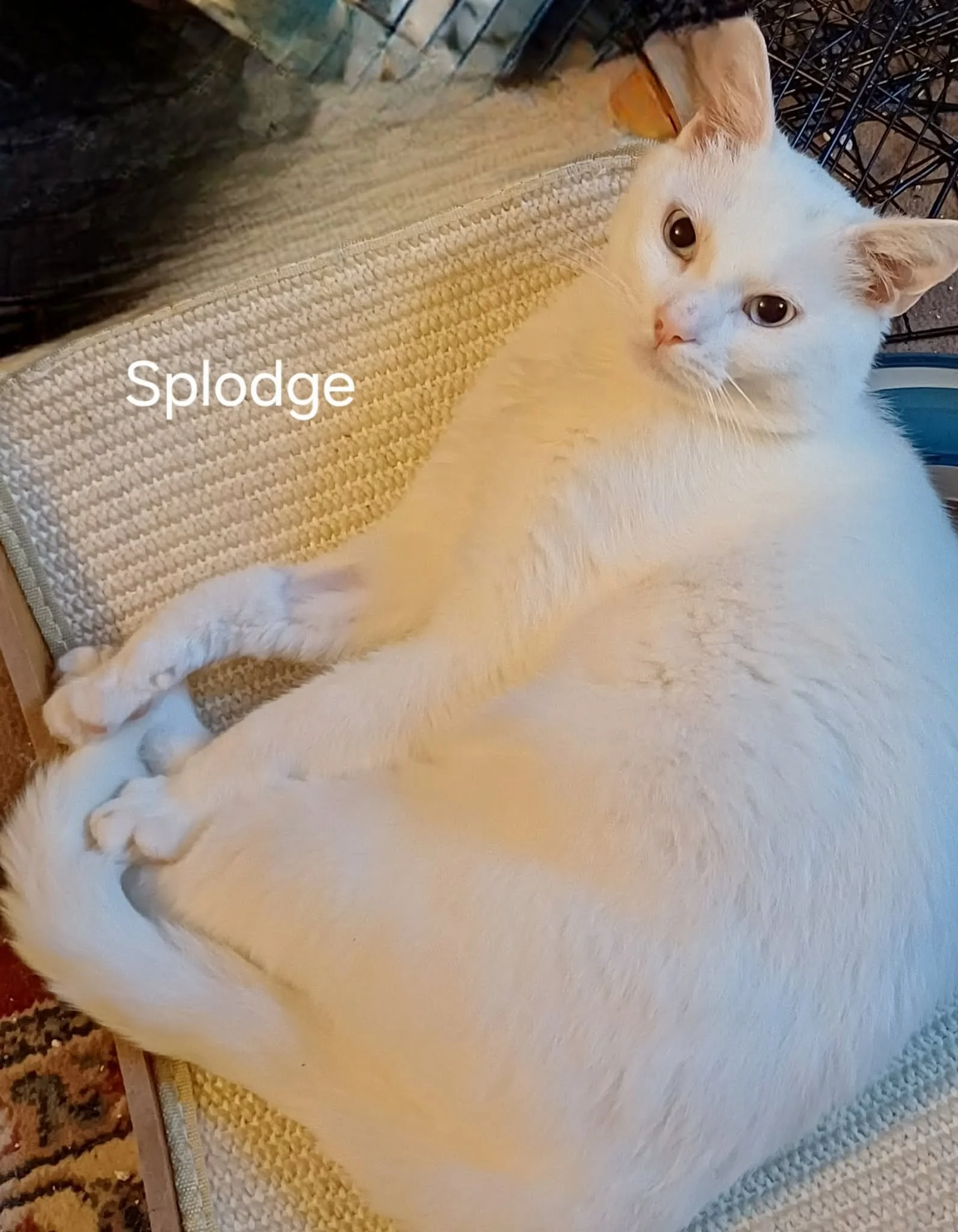 Splodge-Adult-Cat-For-Adoption-With-HART-3.jpg