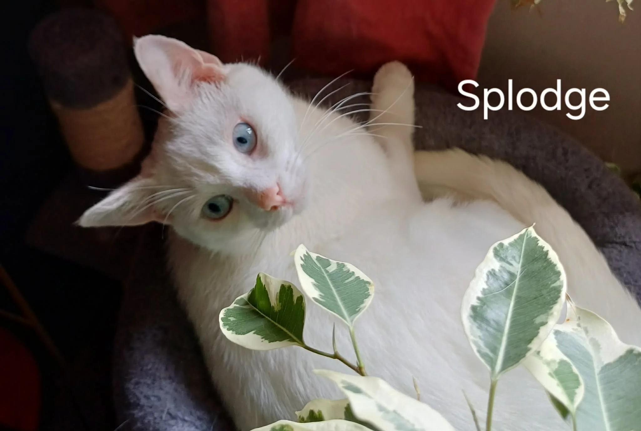 Splodge-Adult-Cat-For-Adoption-With-HART-2.jpg