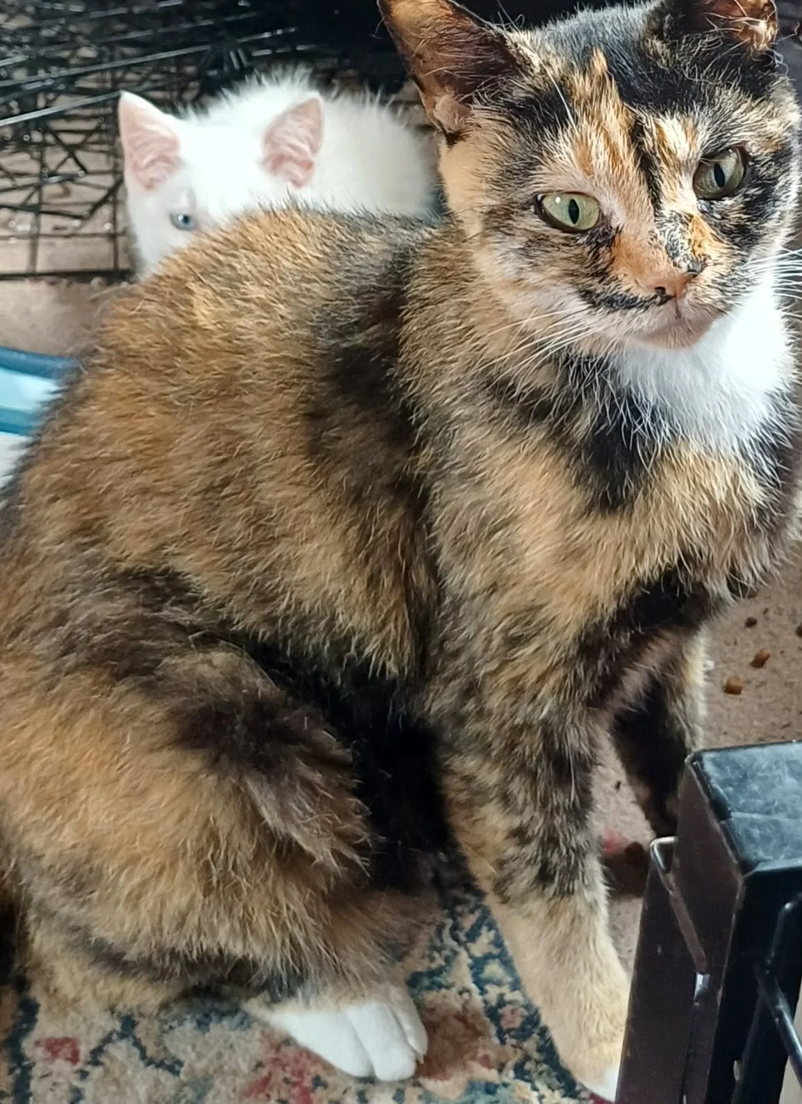Dipsy-Adult-Cat-For-Adoption-With-HART-2.jpg
