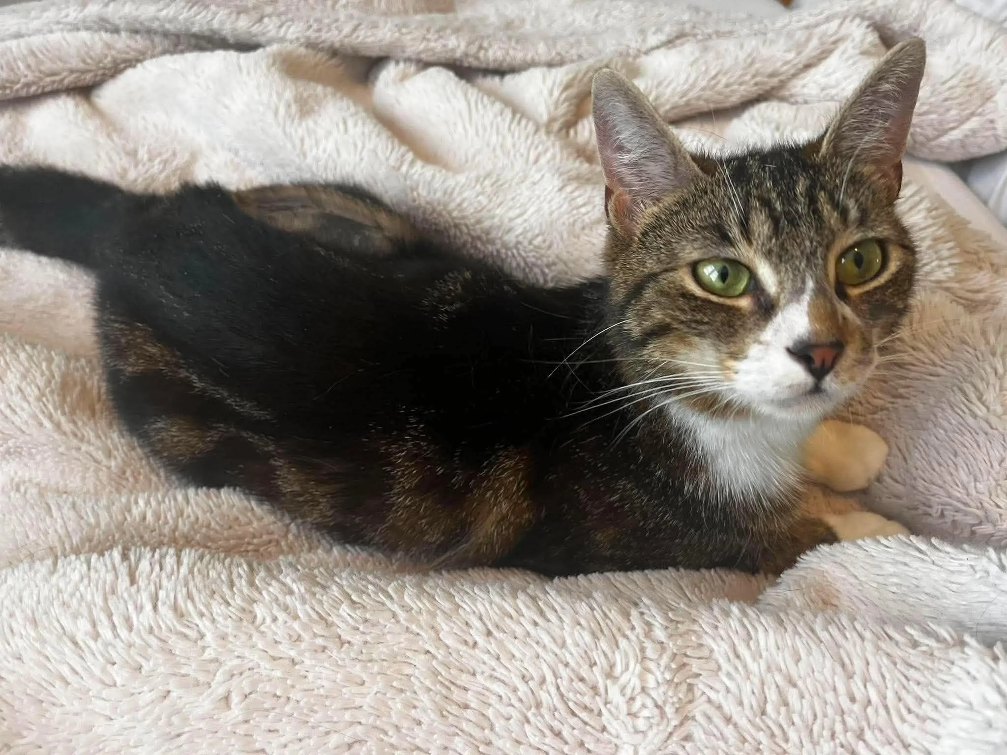 Shelby-Adult-Cat-For-Adoption-With-HART-2.jpg