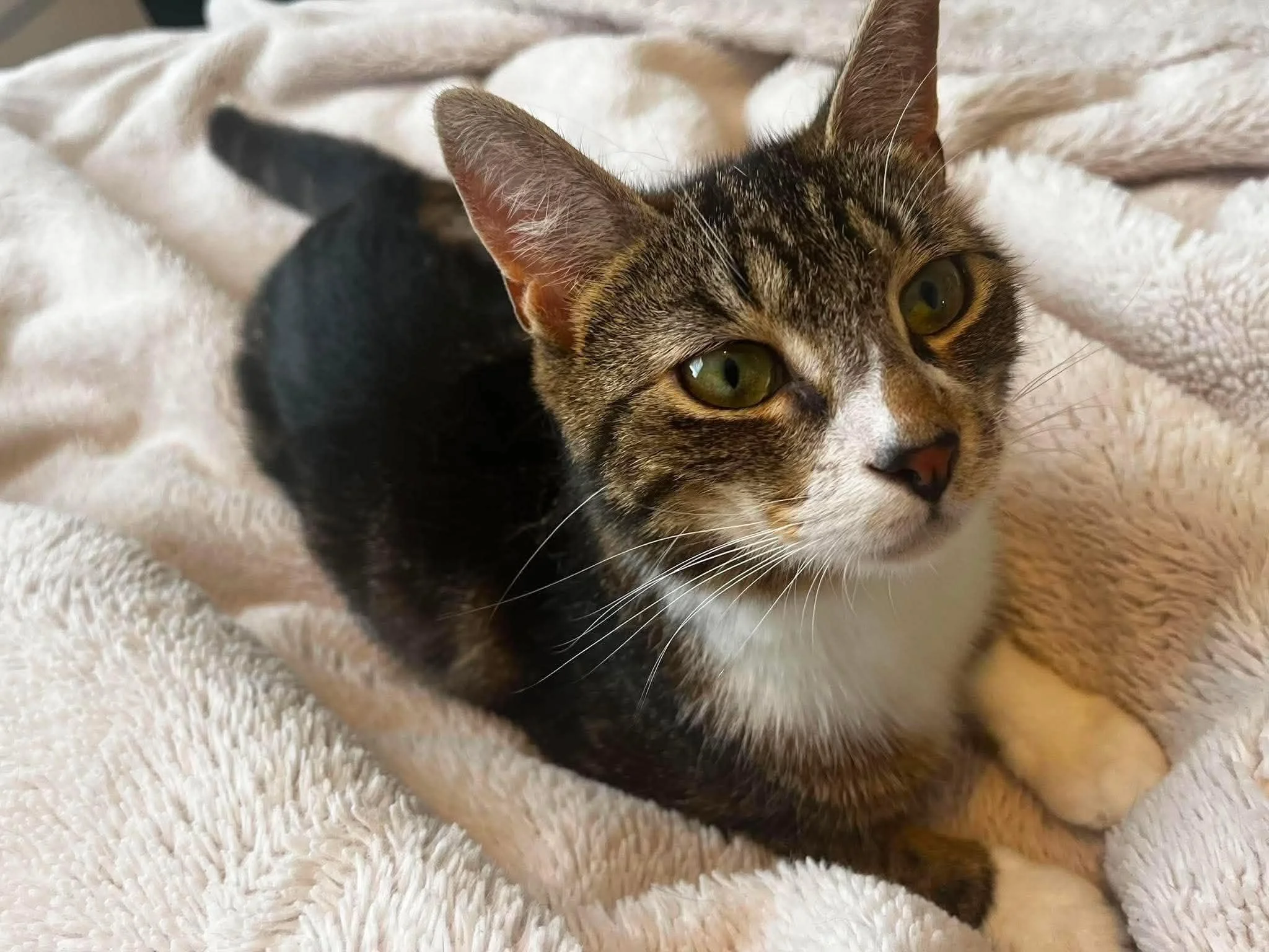 Shelby-Adult-Cat-For-Adoption-With-HART-1.jpg