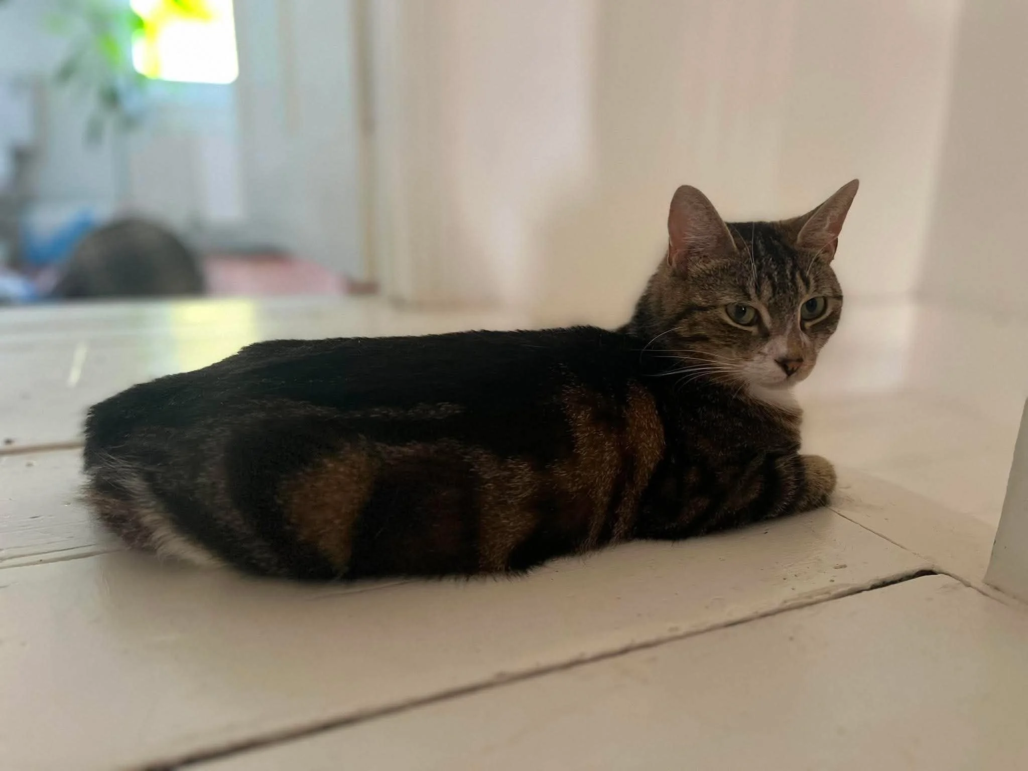 Shelby-Adult-Cat-For-Adoption-With-HART.jpg