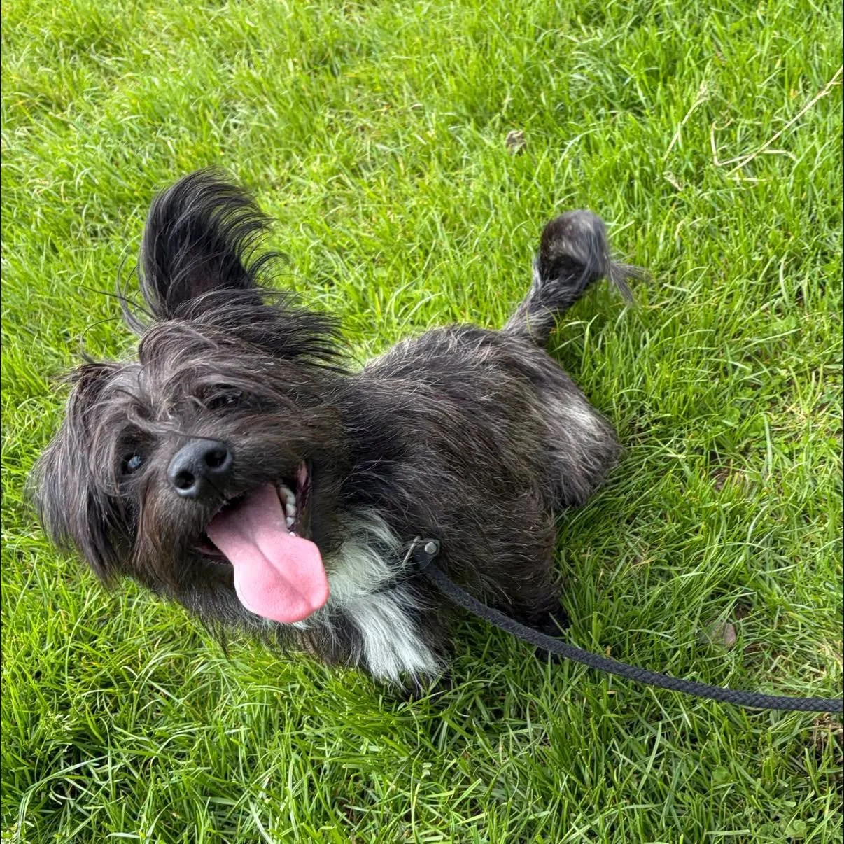 Bear-Terrier-Cross-Puppy-For-Adoption-With-Hay-Animal-Rescue-Team-6.jpg