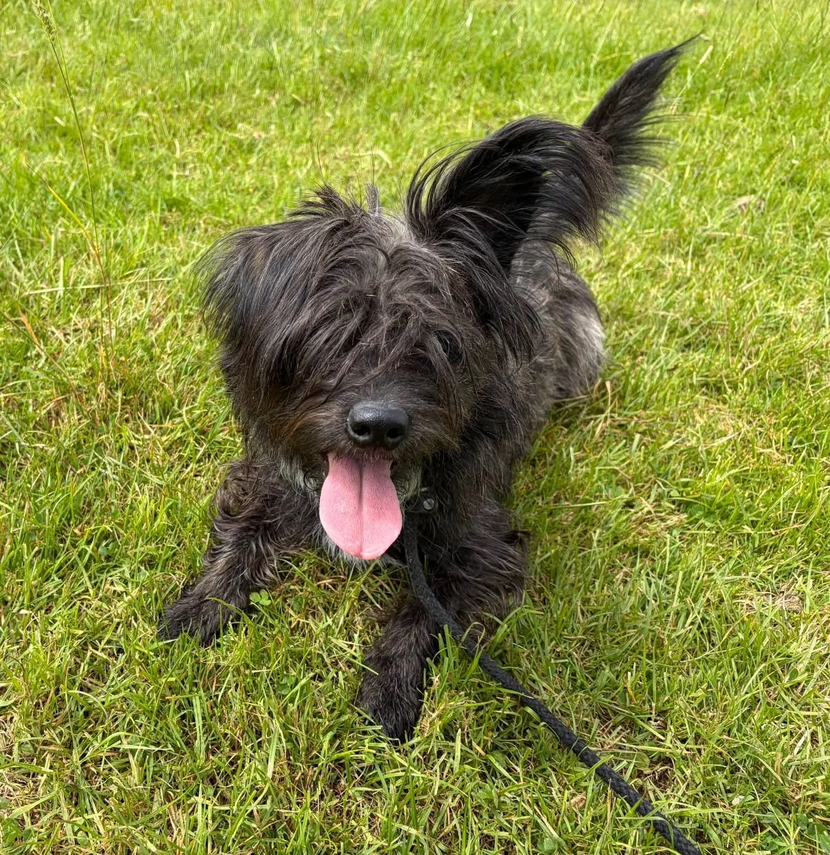 Bear-Terrier-Cross-Puppy-For-Adoption-With-Hay-Animal-Rescue-Team-5.jpg