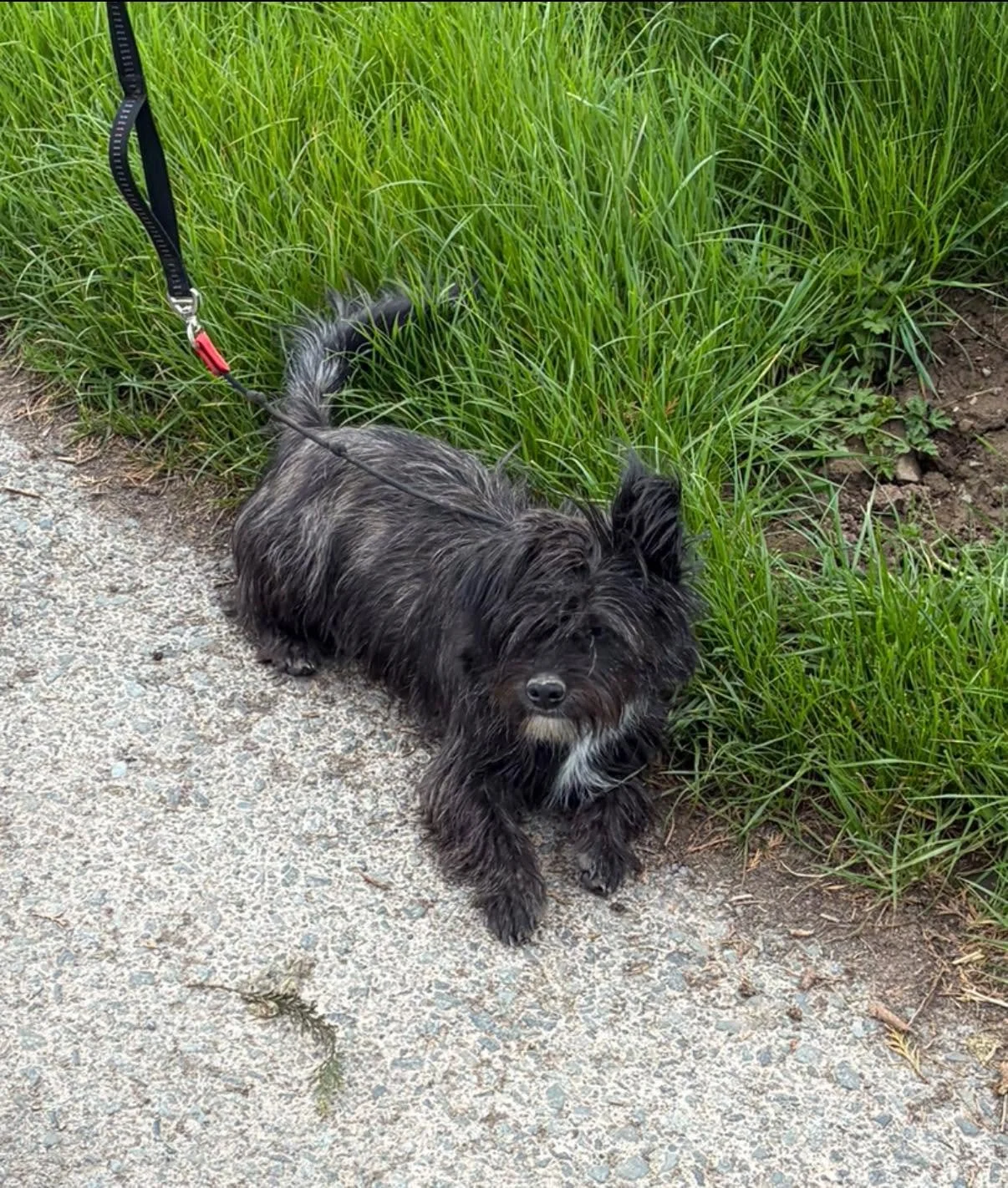 Bear-Terrier-Cross-Puppy-For-Adoption-With-Hay-Animal-Rescue-Team-2.jpg