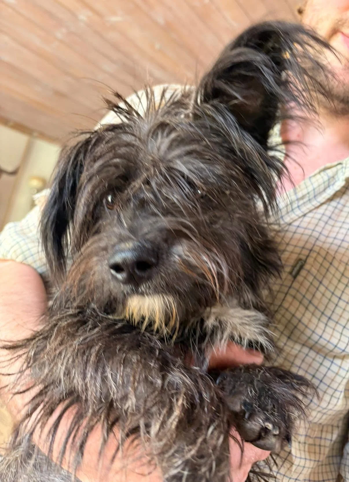 Bear-Terrier-Cross-Puppy-For-Adoption-With-Hay-Animal-Rescue-Team.jpg