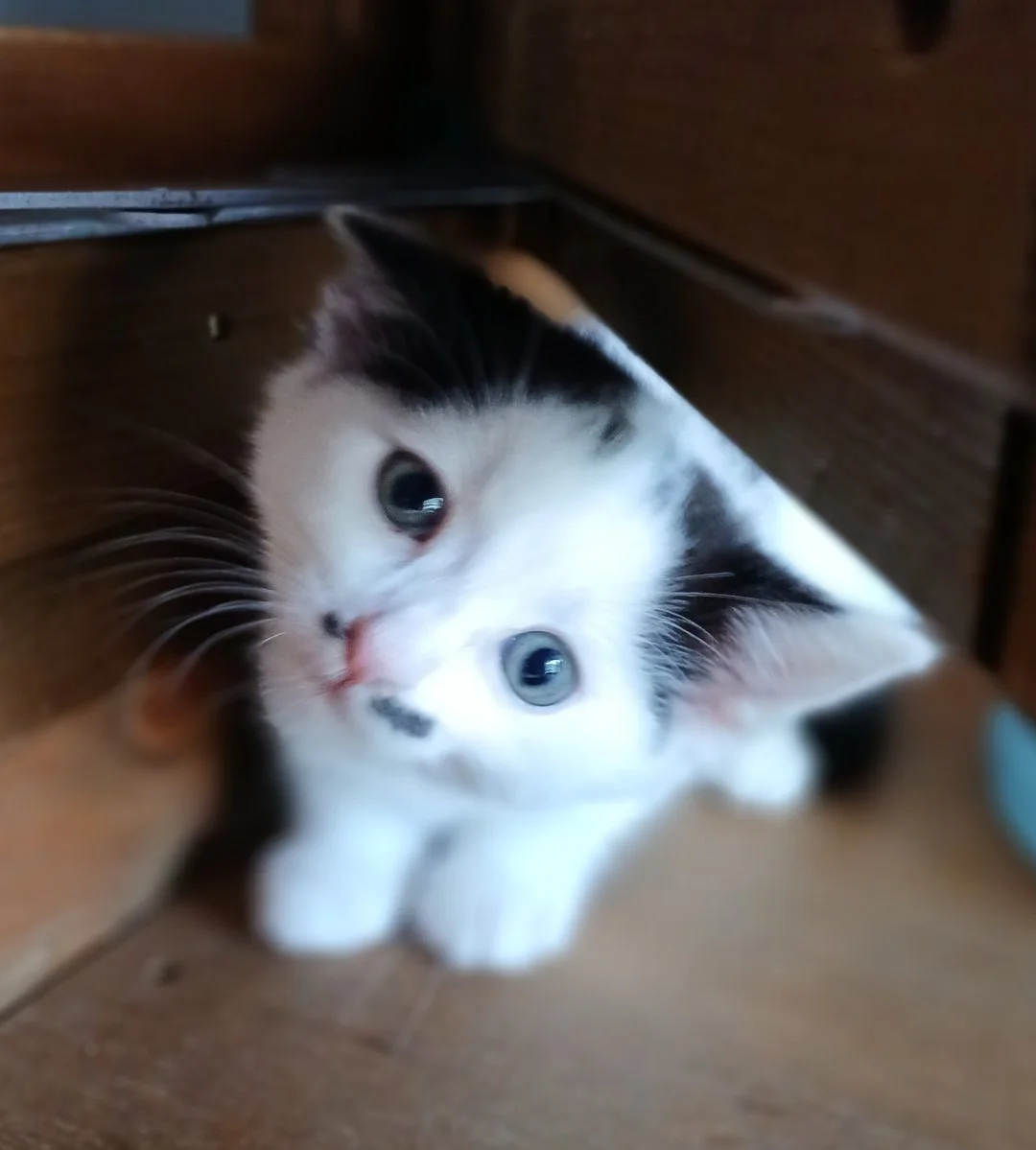 Perkin-Kitten-For-Adoption-With-HART-3.jpg