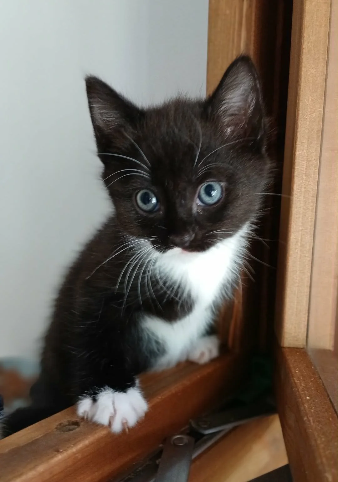 Pootle-Kitten-For-Adoption-With-HART-3.jpg
