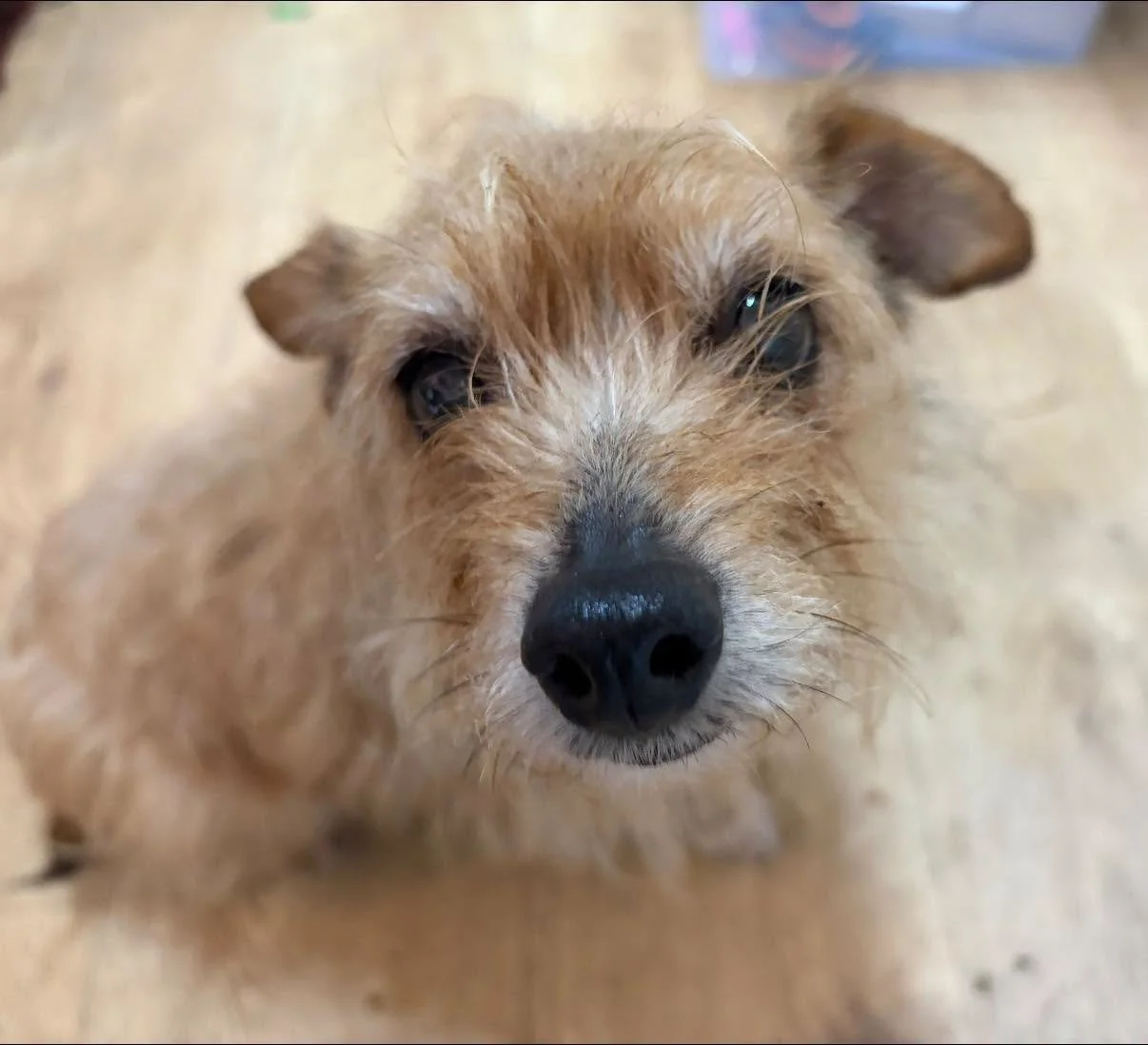 Vera-Adult-Rough-Coat-Terrier-For-Adoption-With-HAR2.jpg