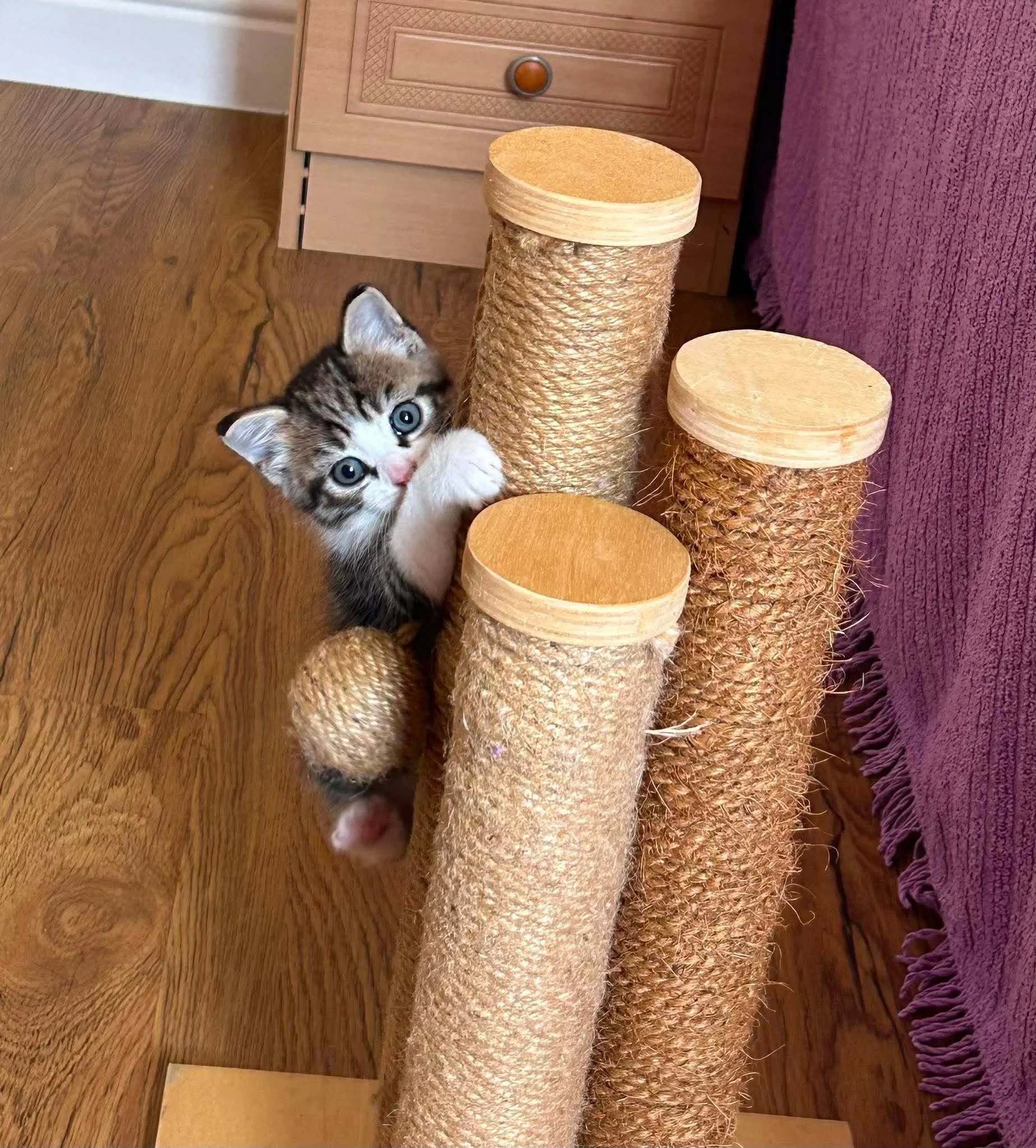 Snuffkin-Kitten-For-Adoption-With-HART-1.jpg