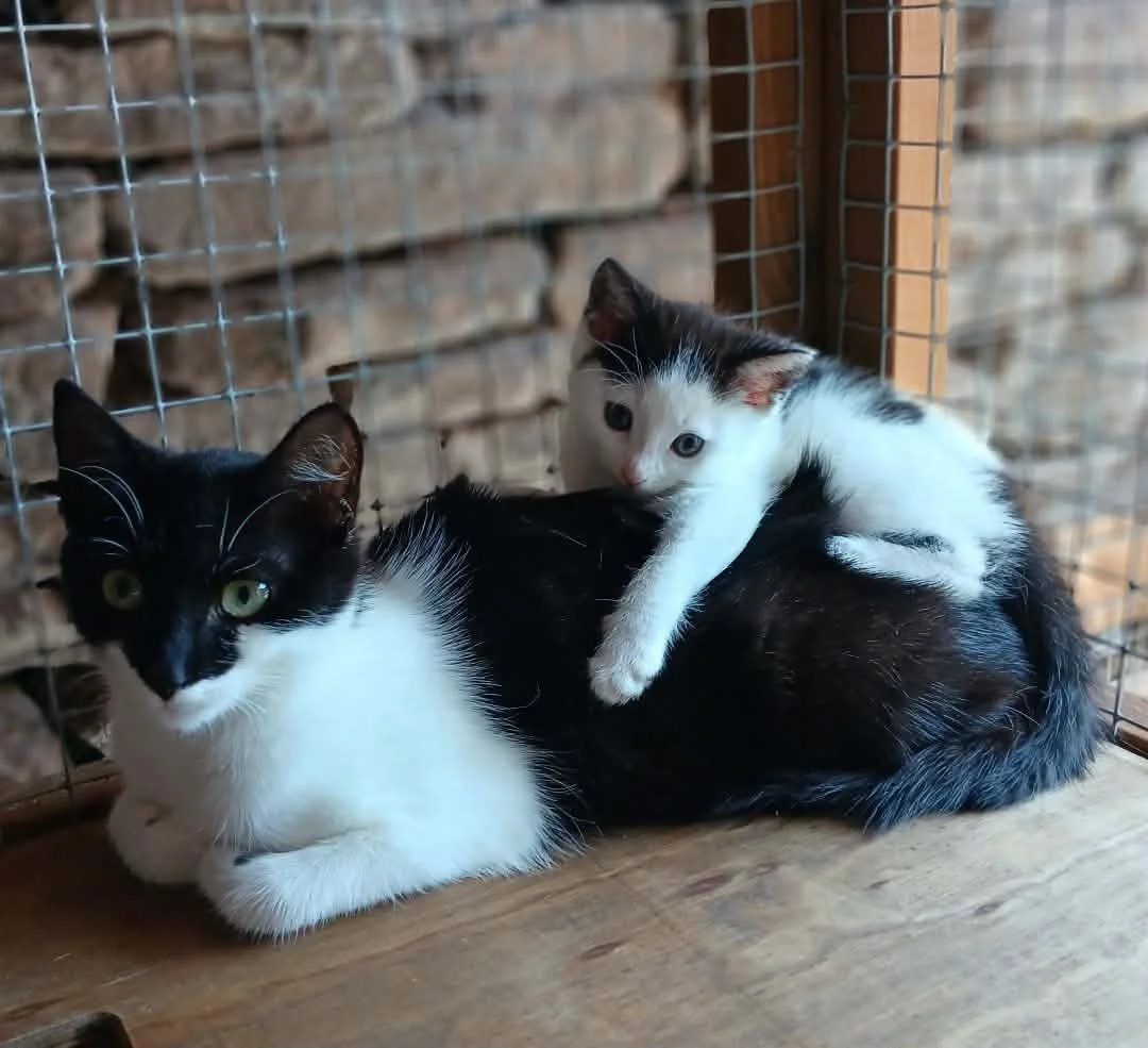 Pudding-and-Posie-Cats-For-Adoption-With-HART-2.jpg