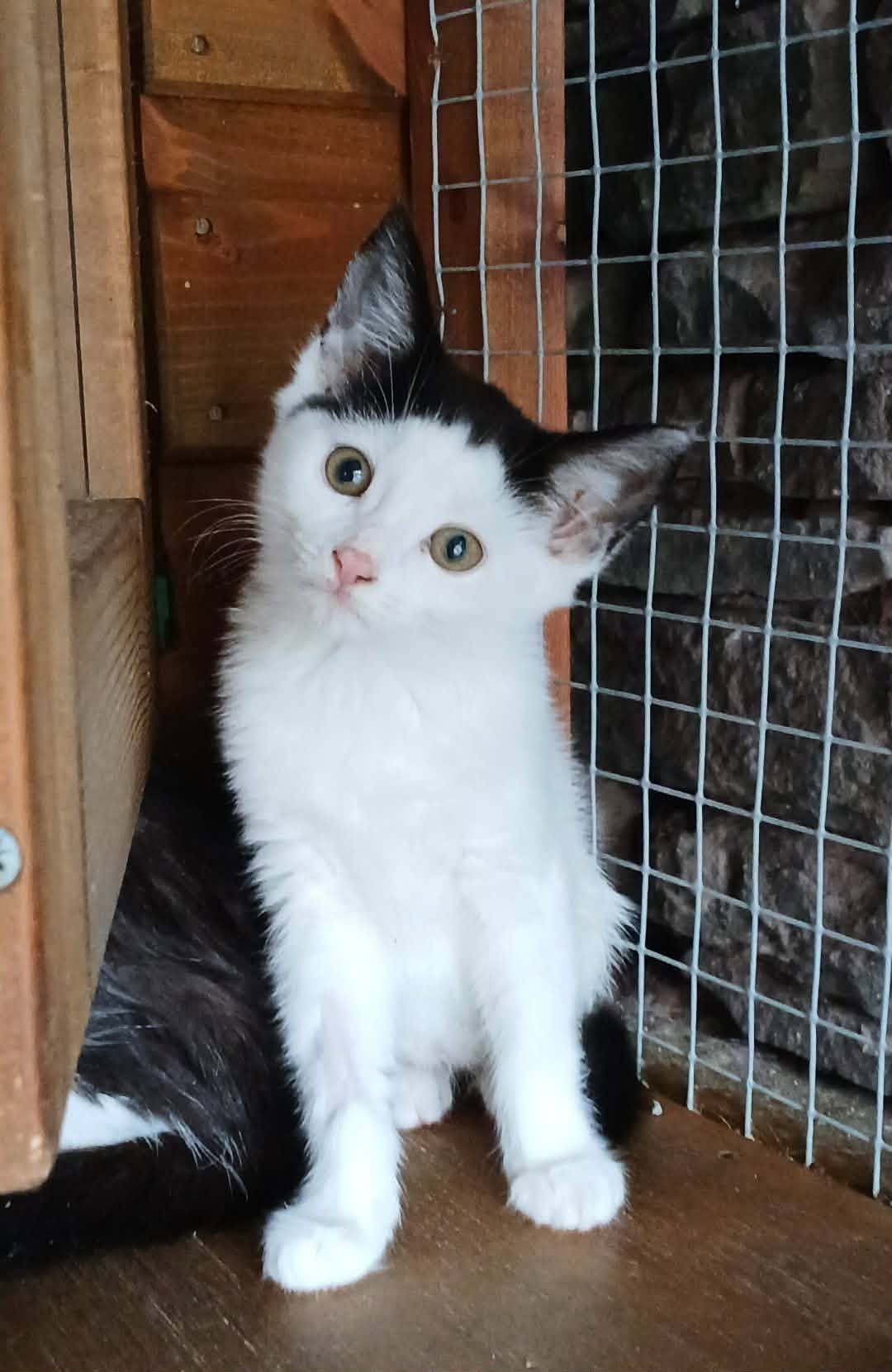 Posie-Kitten-For-Adoption-With-HART-1.jpg