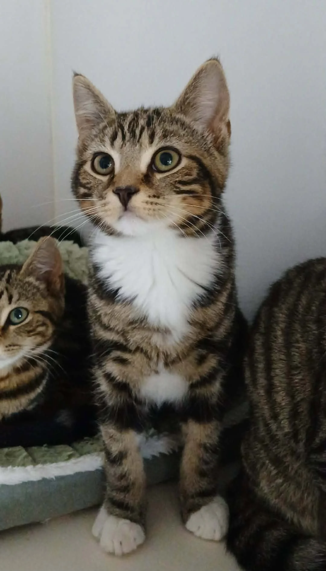 Winston-Kitten-For-Adoption-With-HART-1.jpg